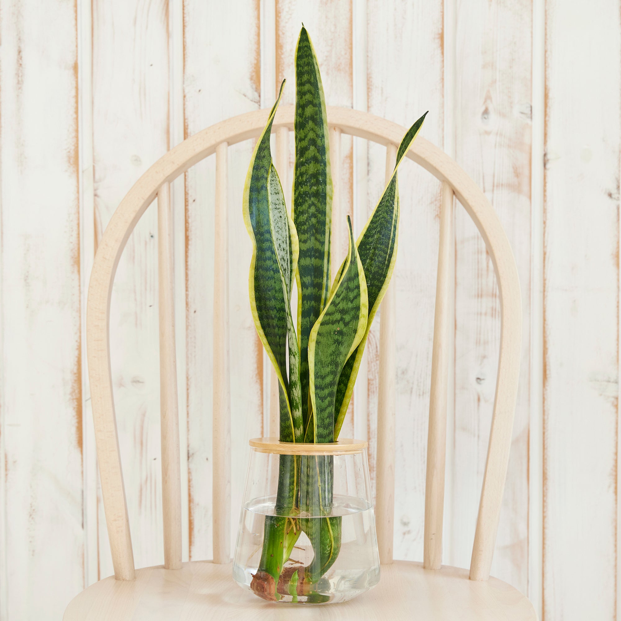 サンスベリア ローレンチー｜水耕栽培の観葉植物 – WOOTANG（ウータン