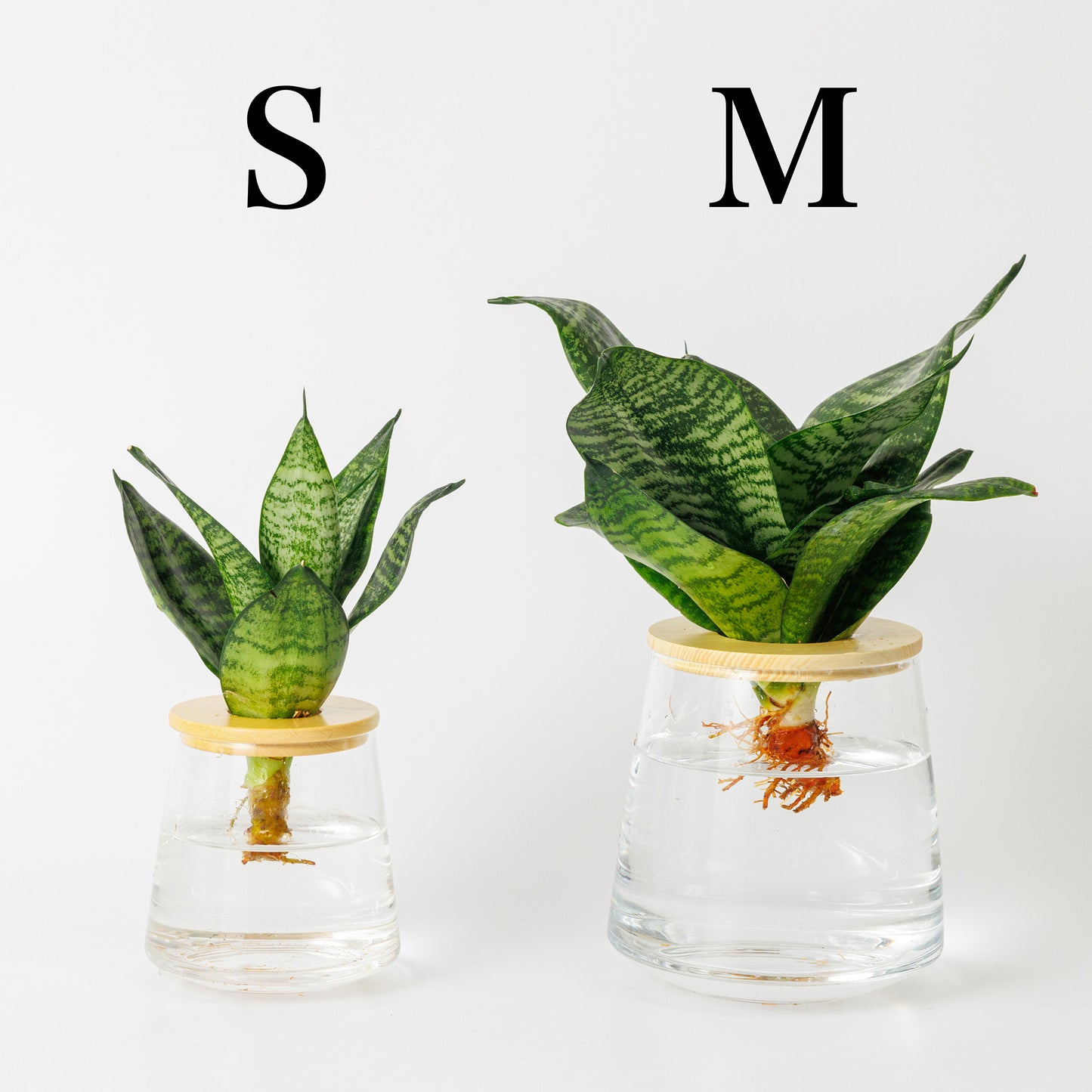 サンスベリアゼラニカの水耕栽培