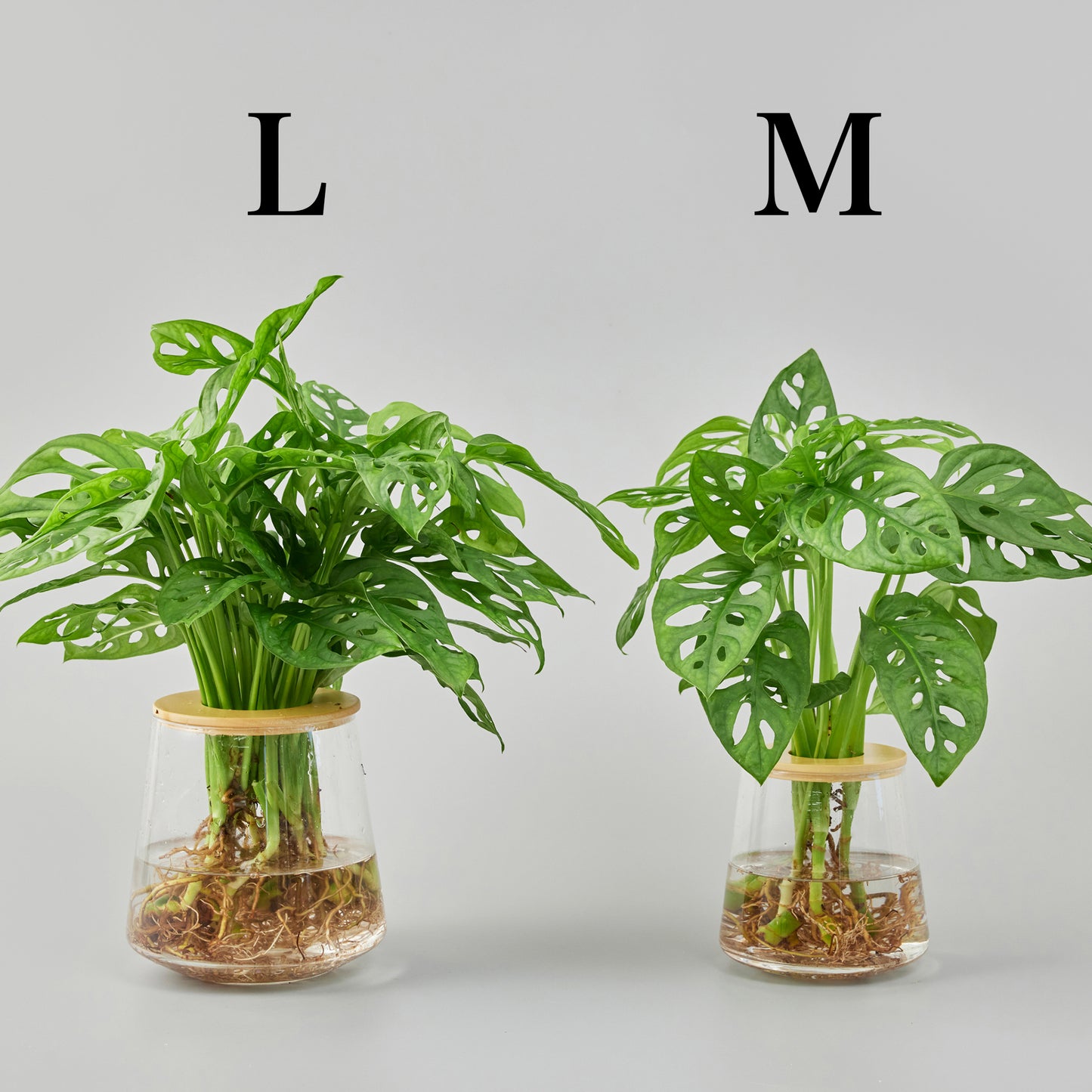 マドカズラの水耕栽培