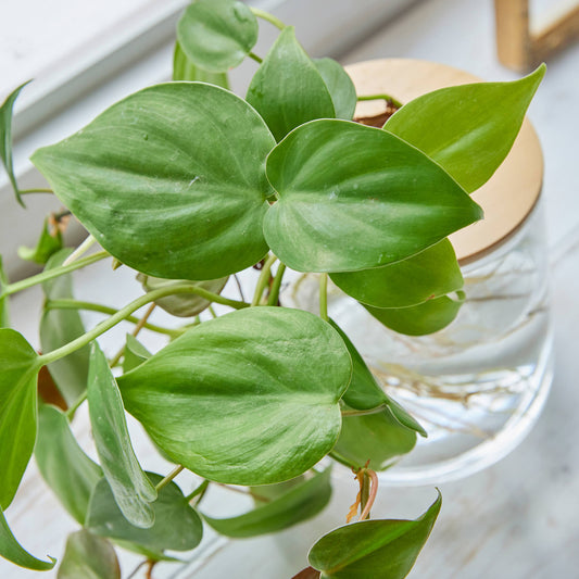 オキシカルディウム