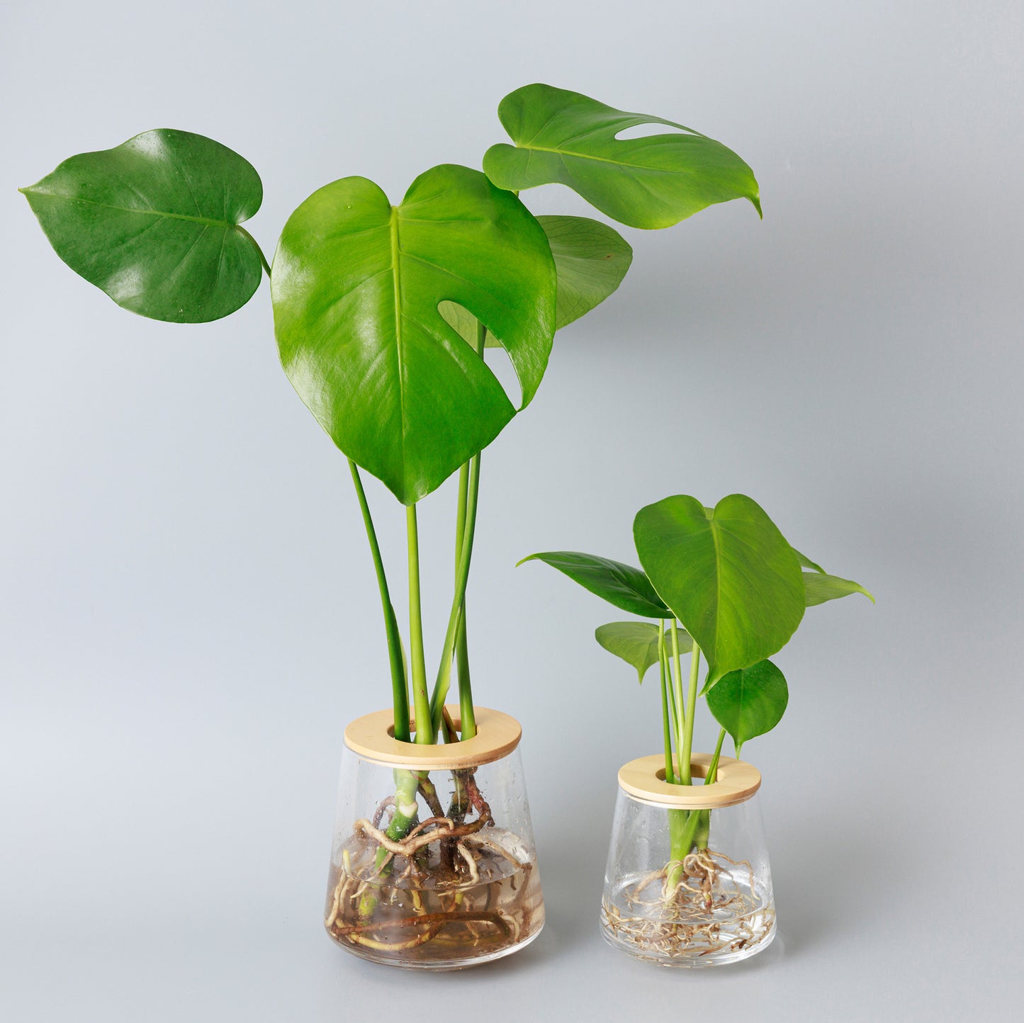 モンステラの水耕栽培