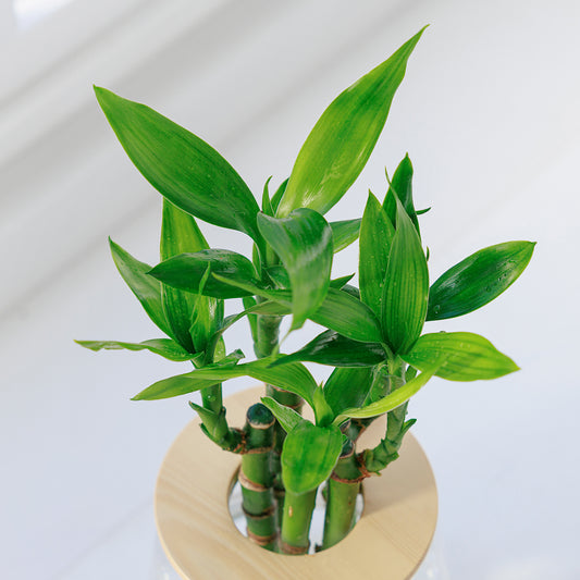 ミリオンバンブー