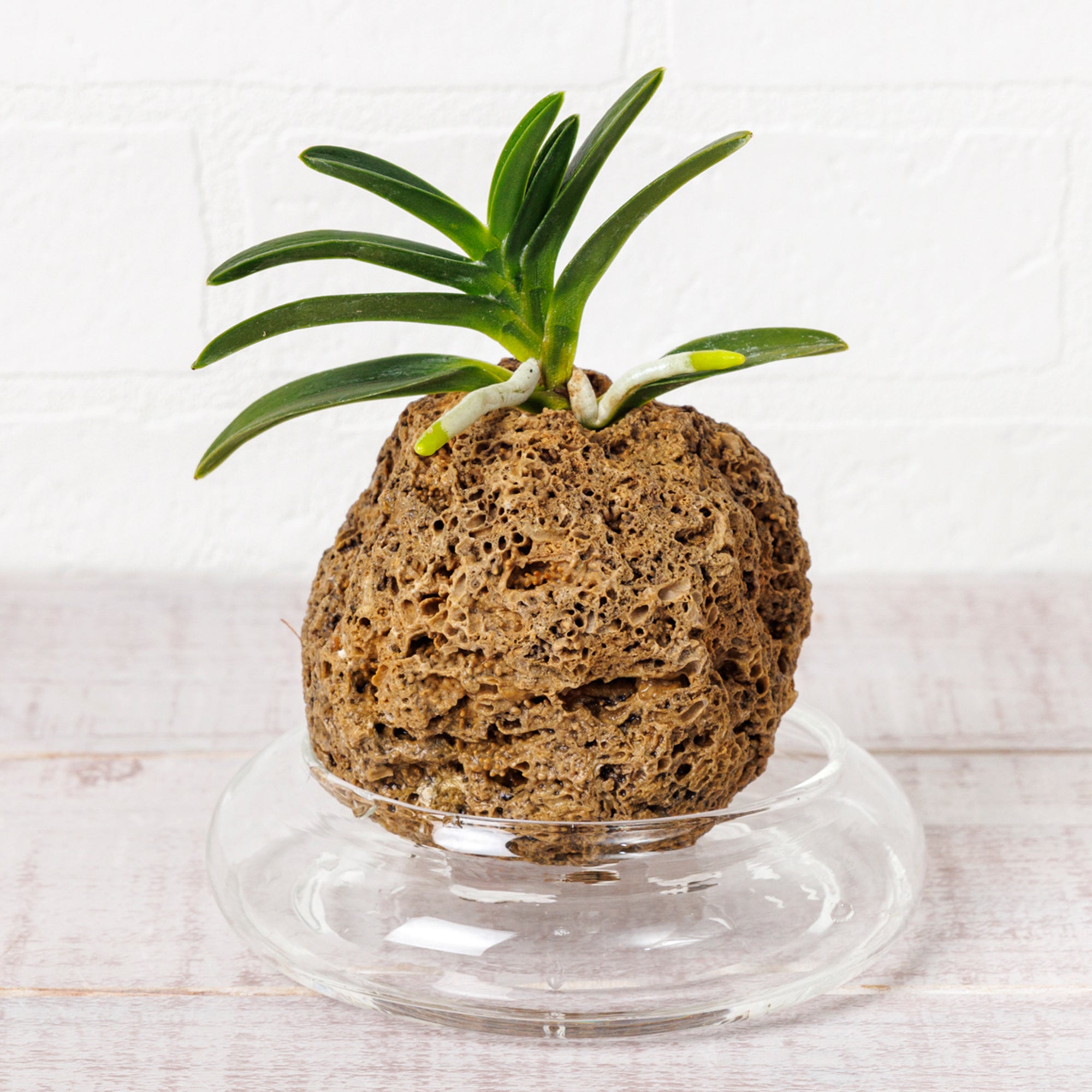 富貴蘭　フウキラン　大量　まとめ売りです 富貴蘭（フウキラン）｜水耕栽培のラン – WOOTANG