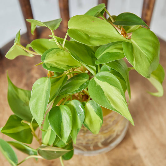 オキシカルディウム ブラジル