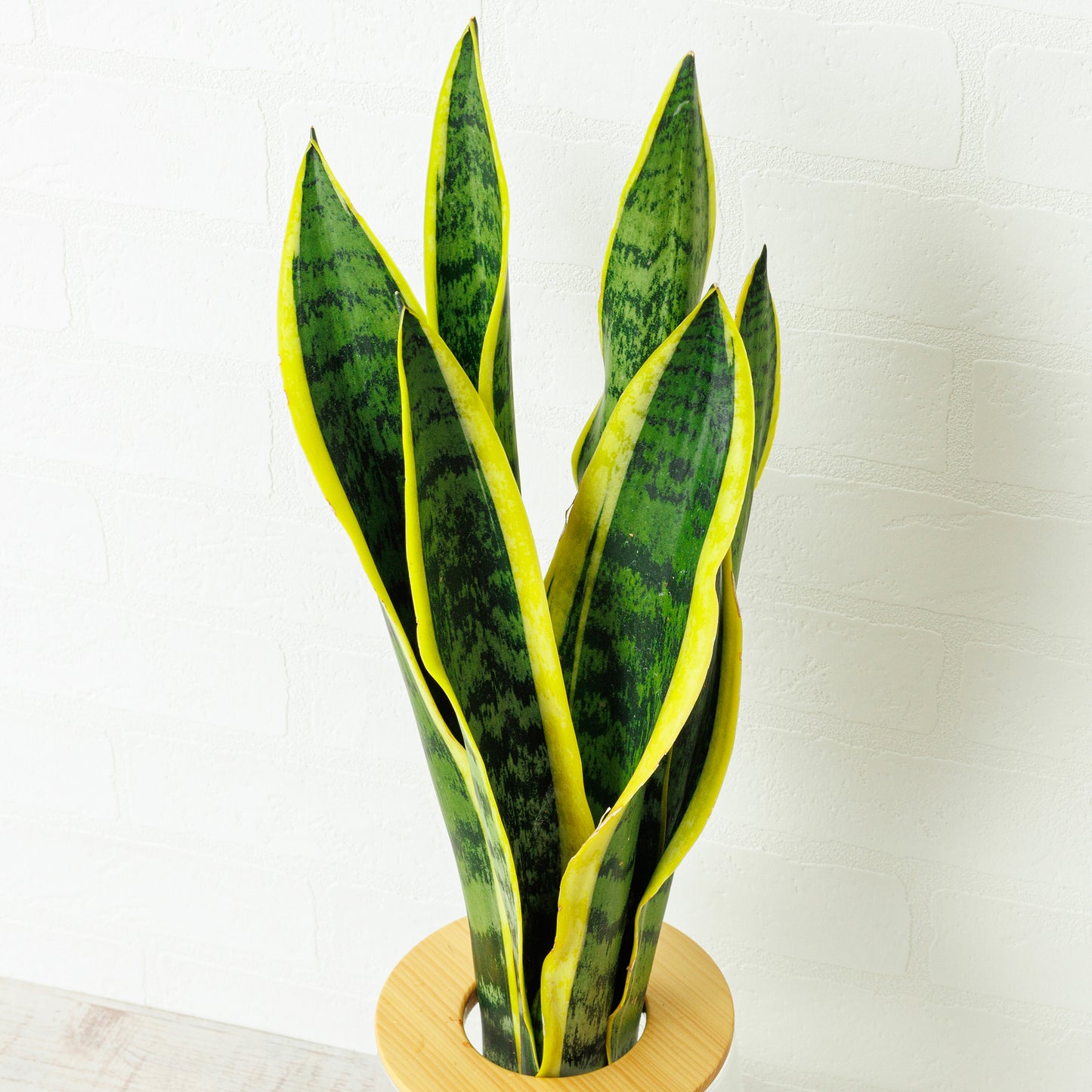 サンスベリアローレンチー(トラノオ)