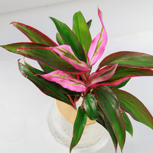 コルジニネレッドエッジ