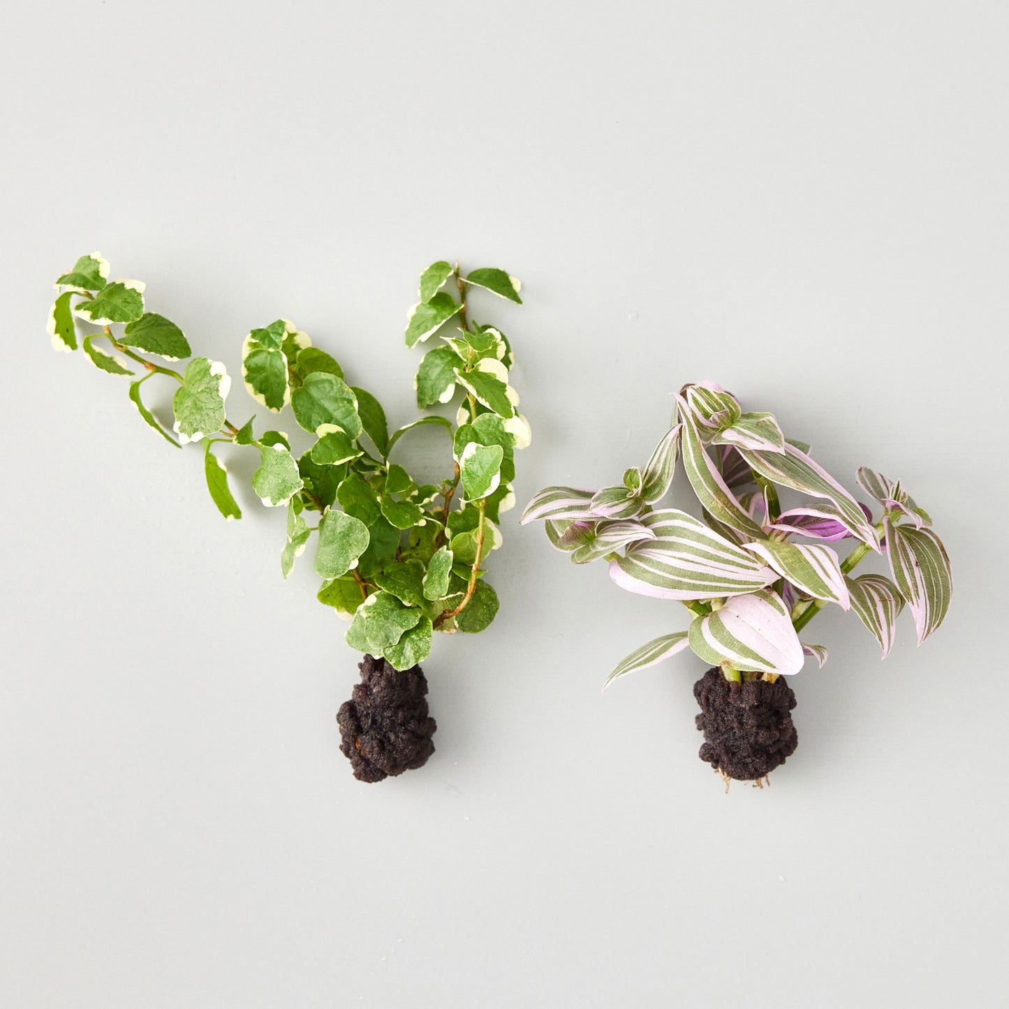 植え替え植物(壁掛け植物用)