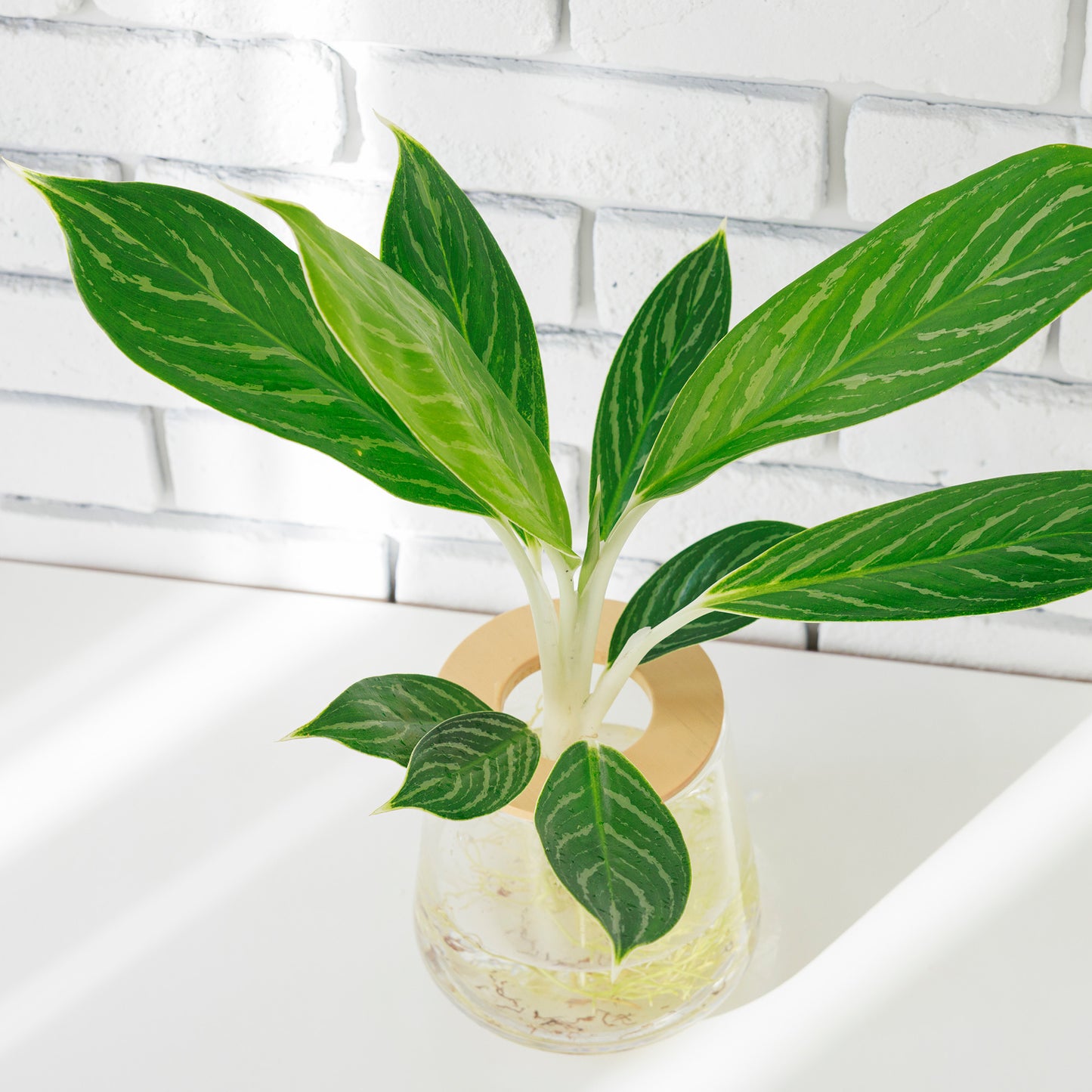 アグラオネマホワイトステム