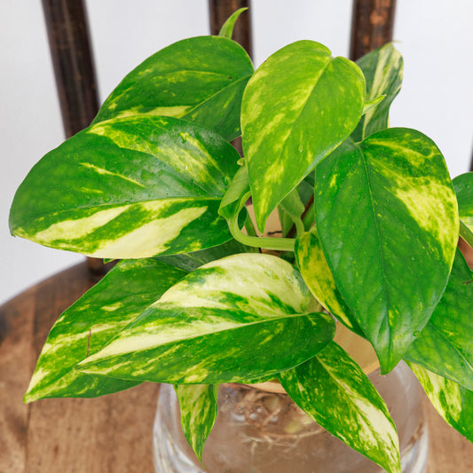 ポトスの水耕栽培