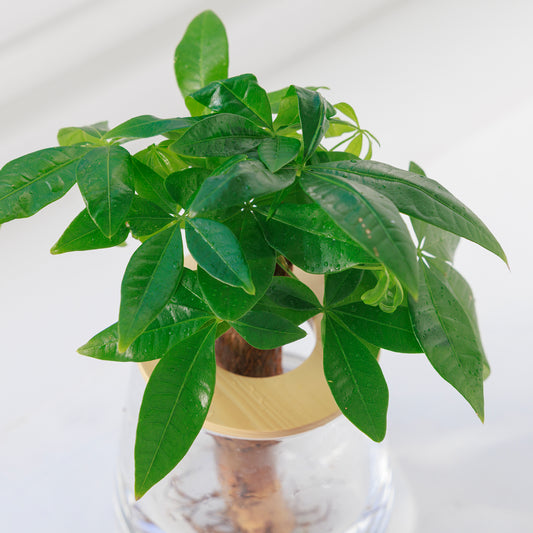 パキラ|水耕栽培