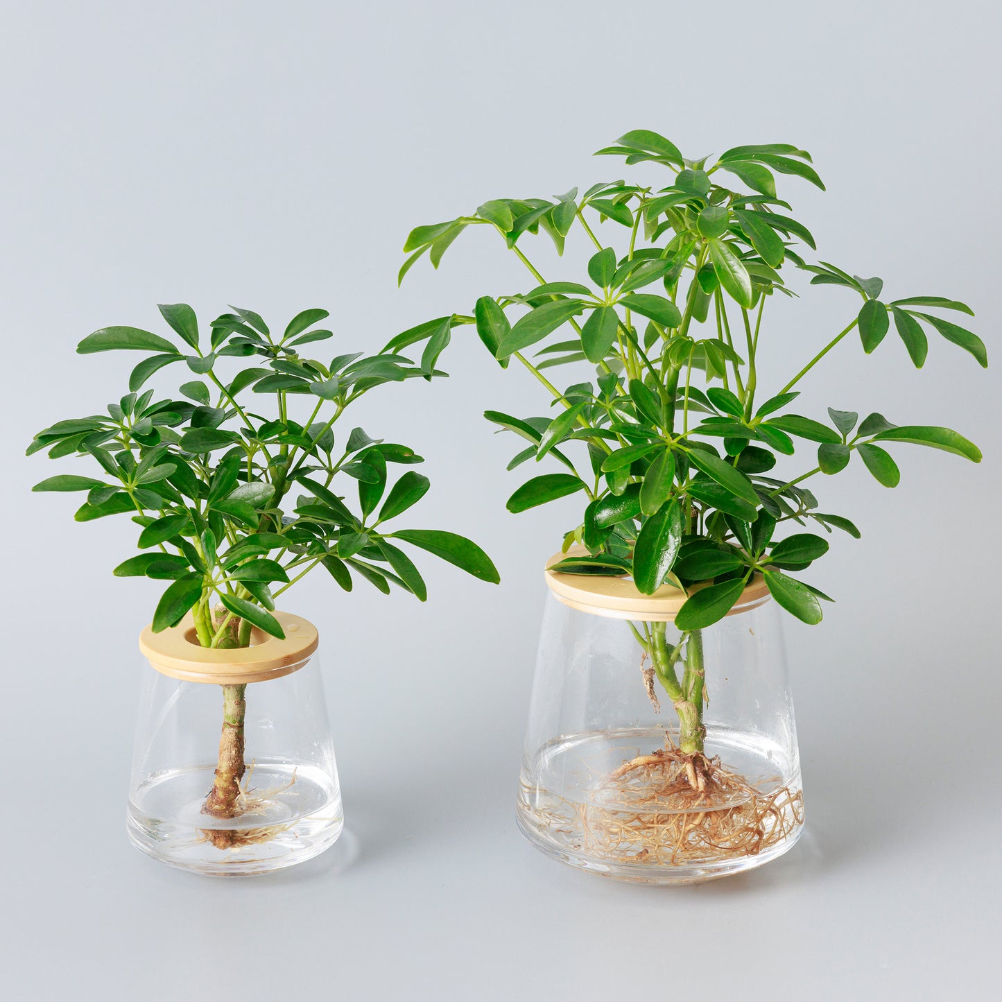 シェフレラ|水耕栽培