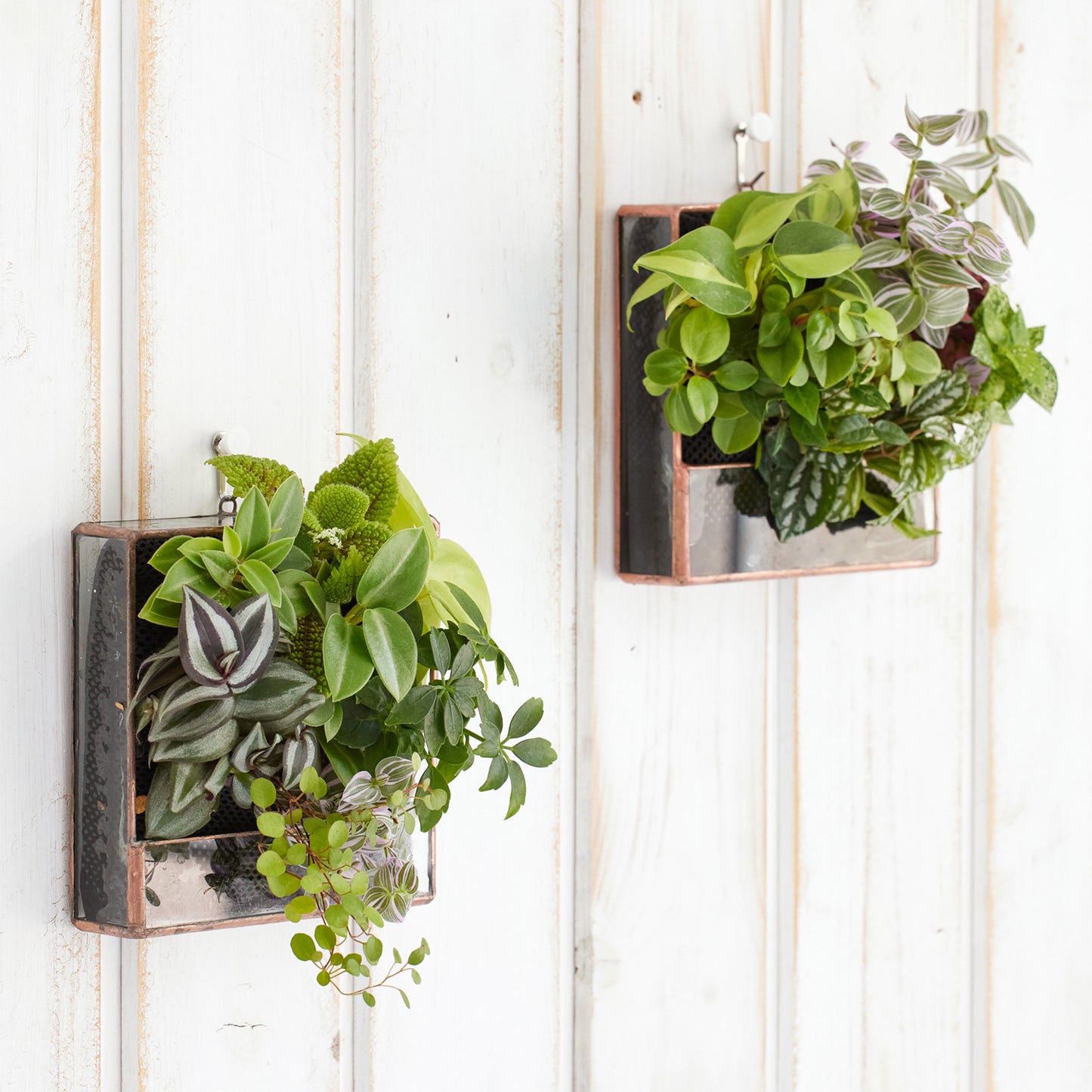 壁掛け植物(スクエア型)