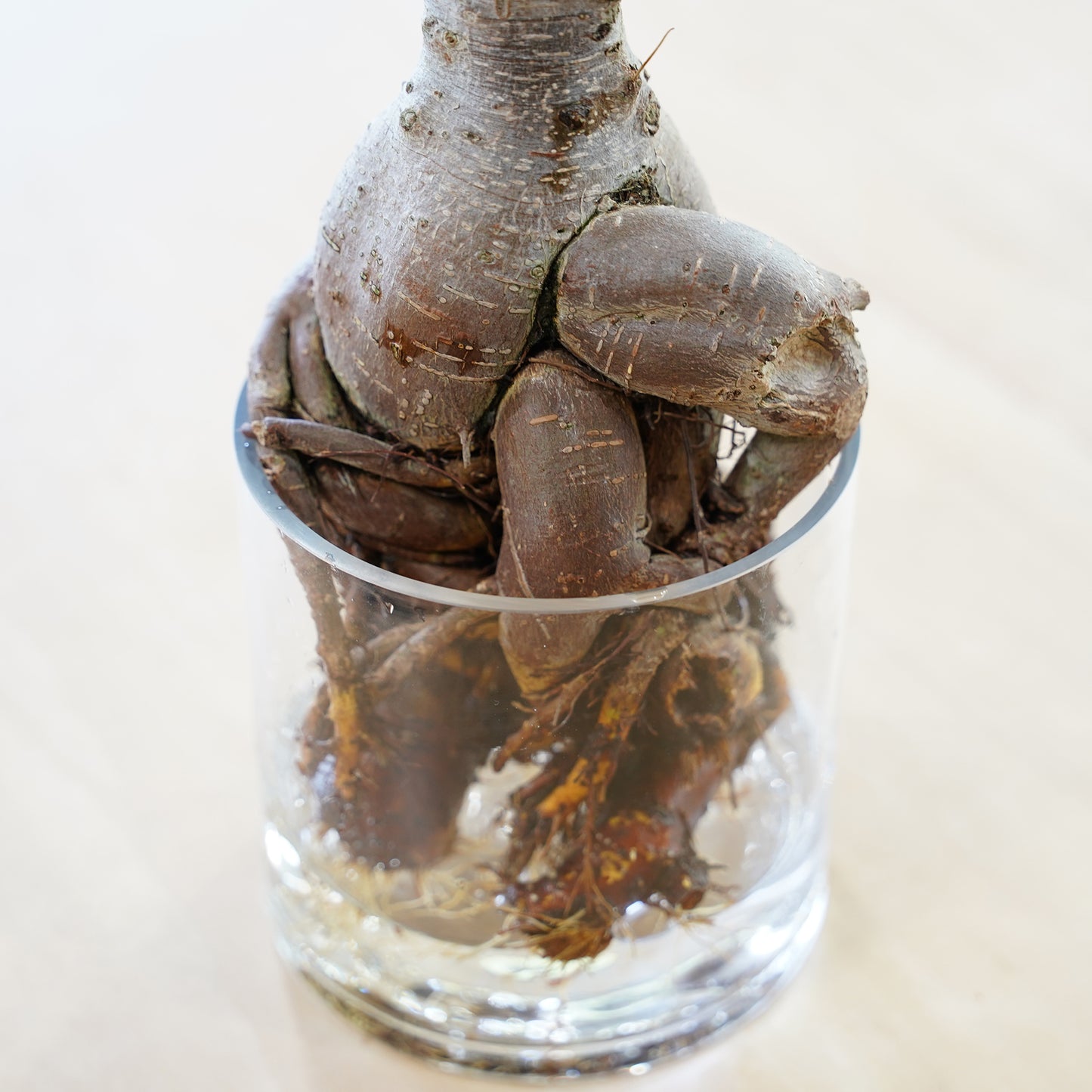 ガジュマル(1点もの)