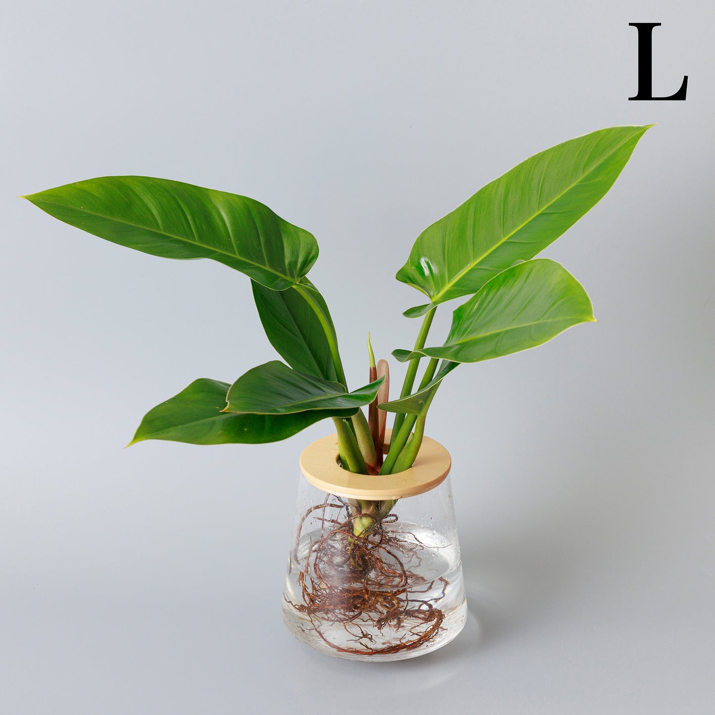 フィロデンドロンインペリアルグリーンの水耕栽培