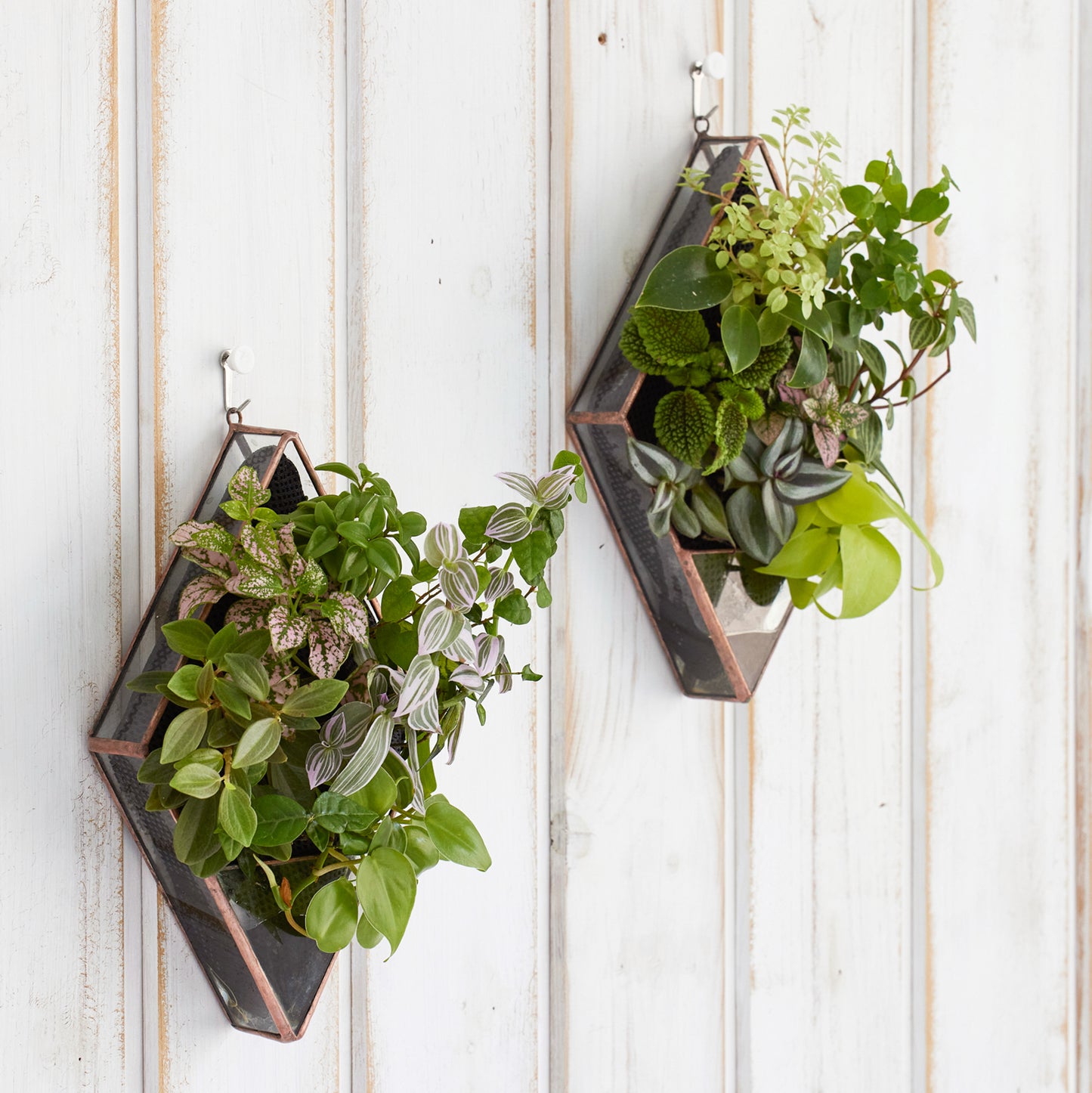 壁掛け植物(ダイヤモンド型)