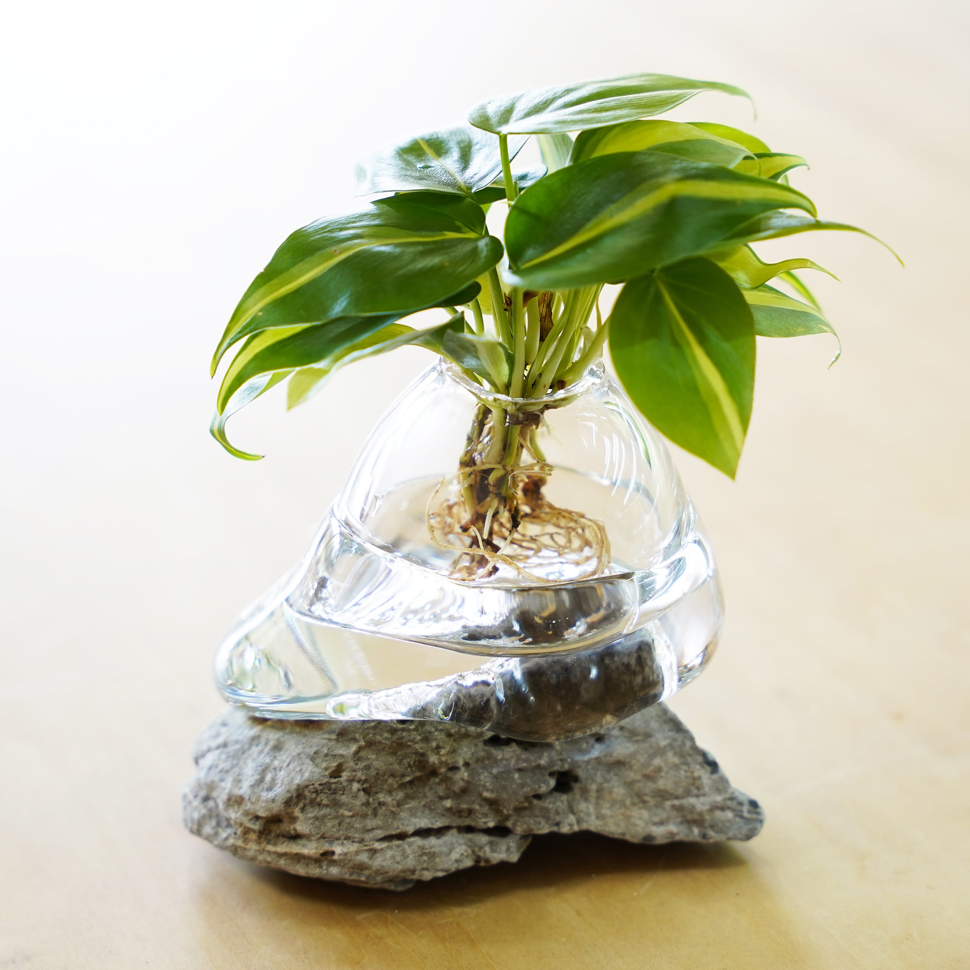 オリジナル植物Vase（石-8）｜観葉植物の水耕栽培 – WOOTANG 水耕栽培