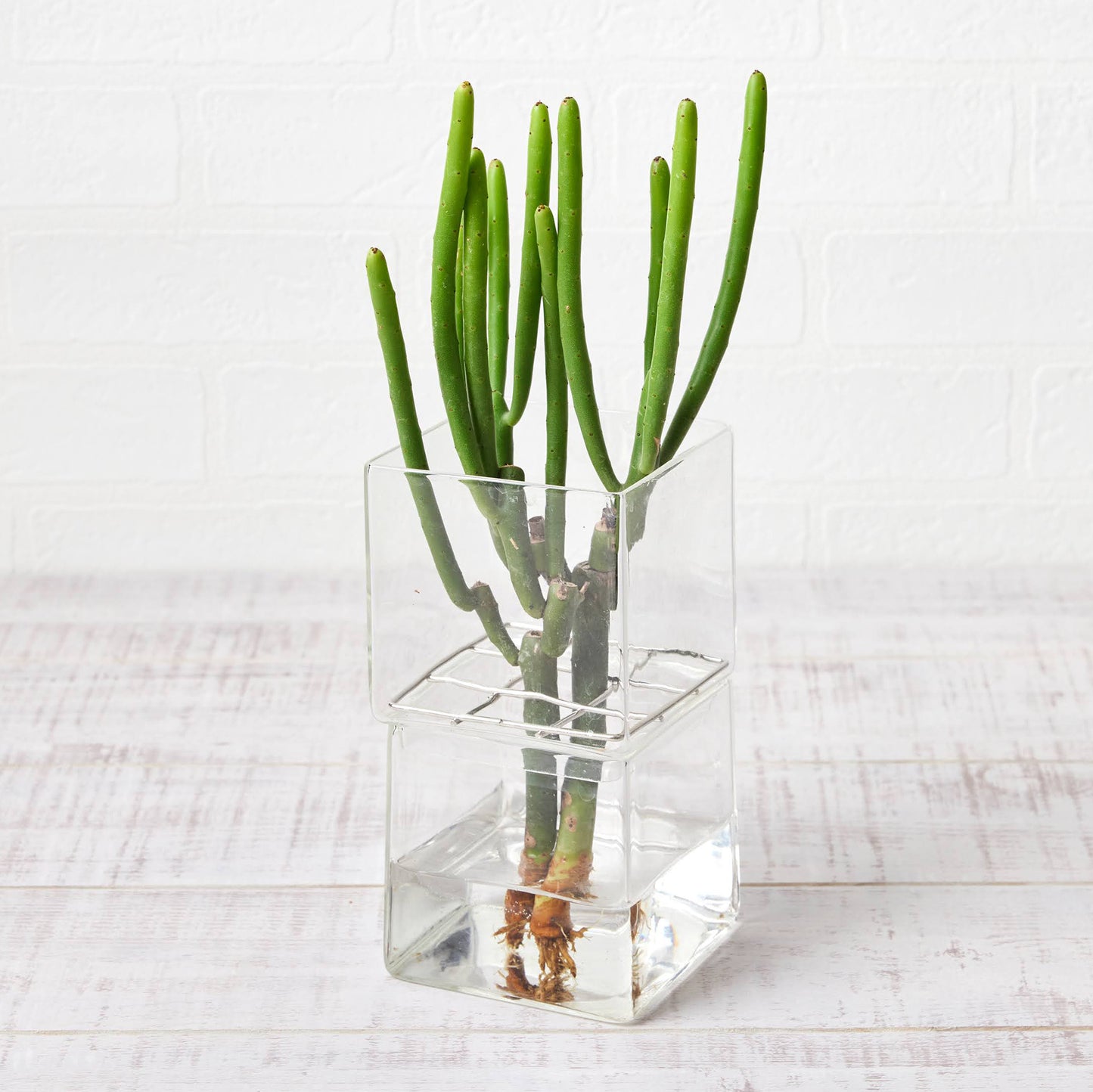 水耕栽培の器(サボテン用スクエア型)