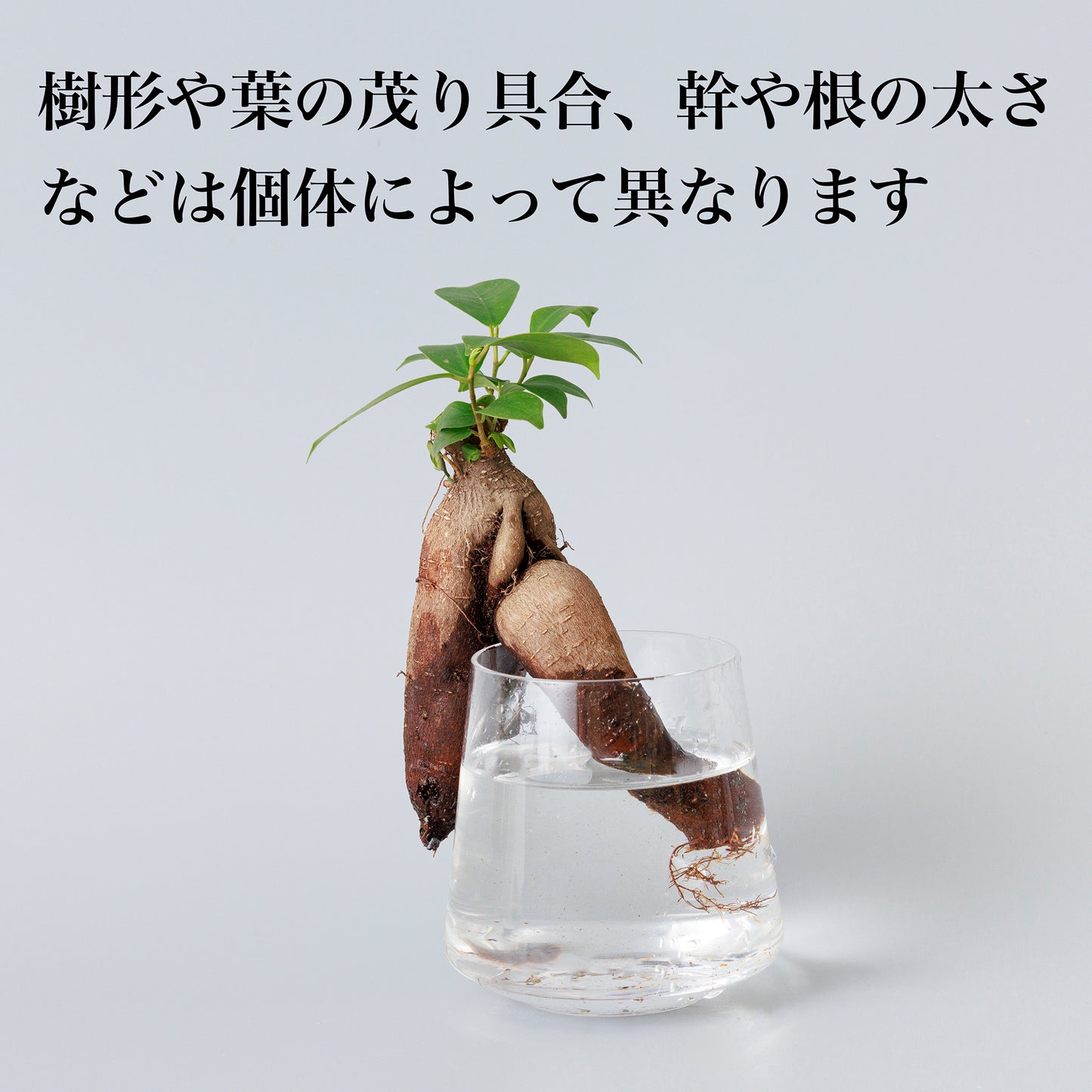 ガジュマルの水耕栽培