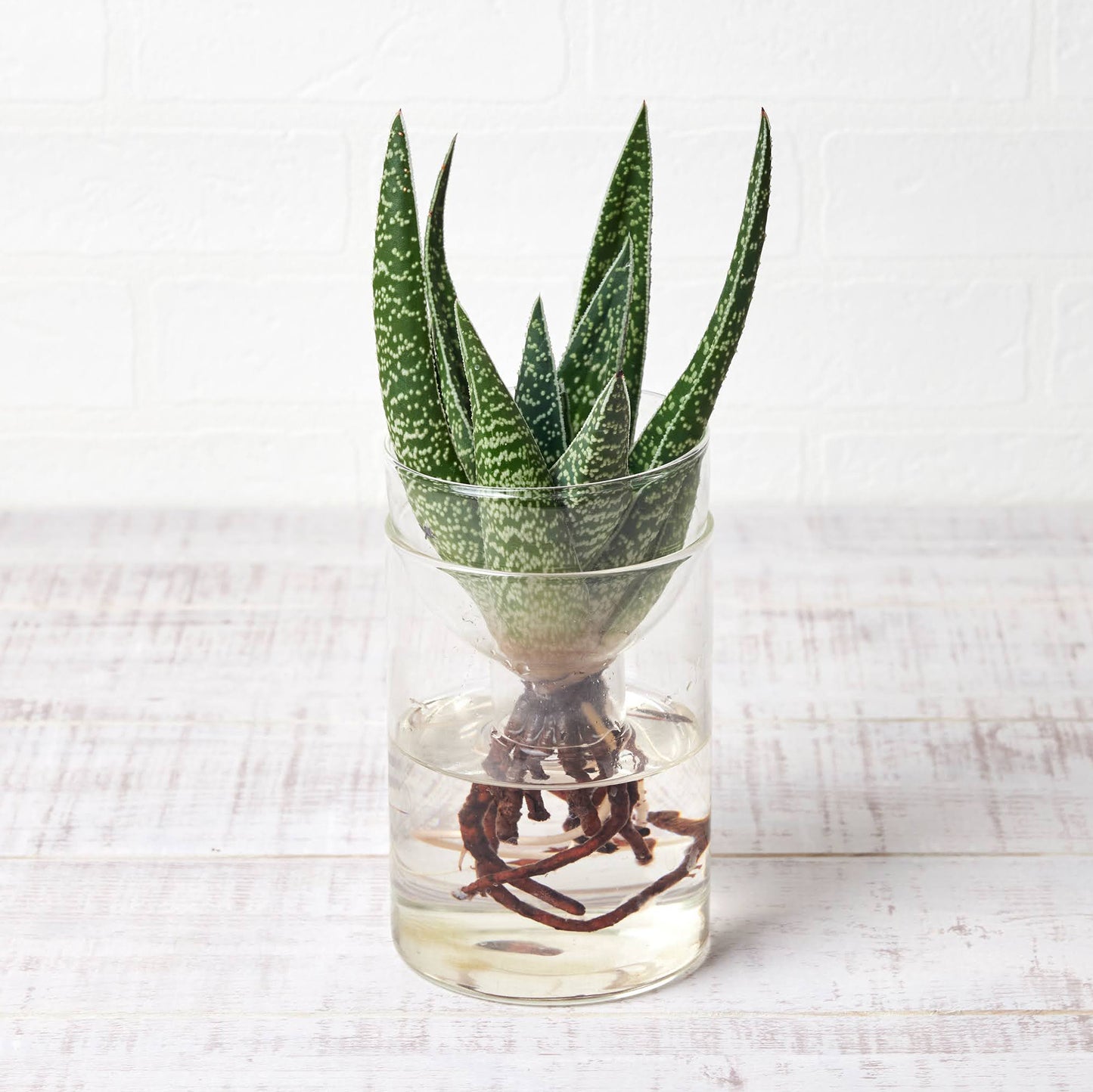 水耕栽培の器(サボテン用シリンダー型)