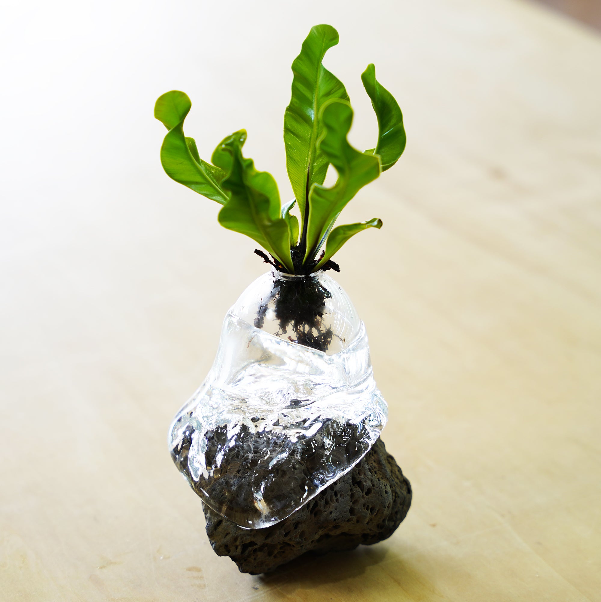 オリジナル植物Vase（石-3）｜観葉植物の水耕栽培 – WOOTANG 水耕栽培