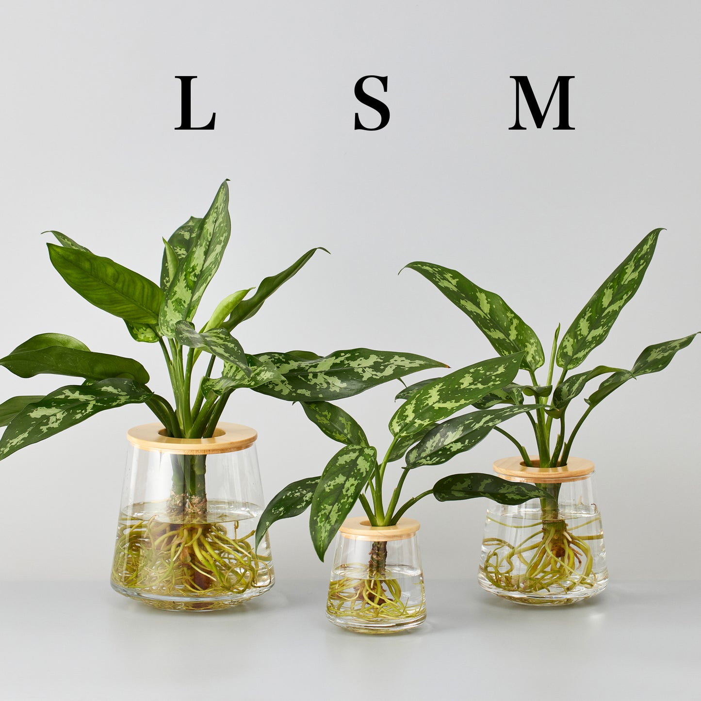 アグラオネマの水耕栽培