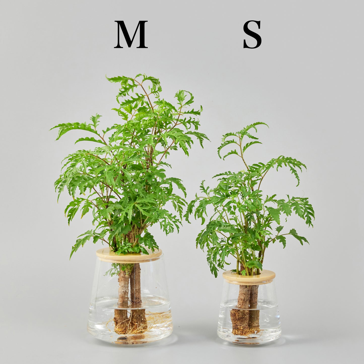 ポリシャスフィリキフォリアの水耕栽培