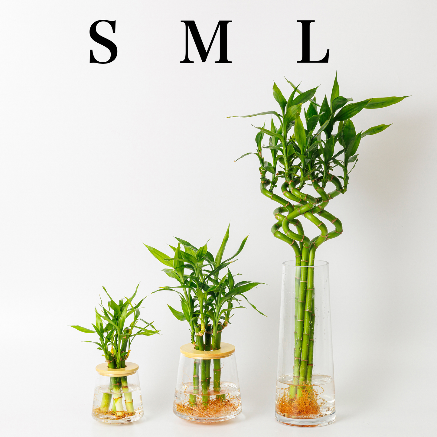 水耕栽培のミリオンバンブー