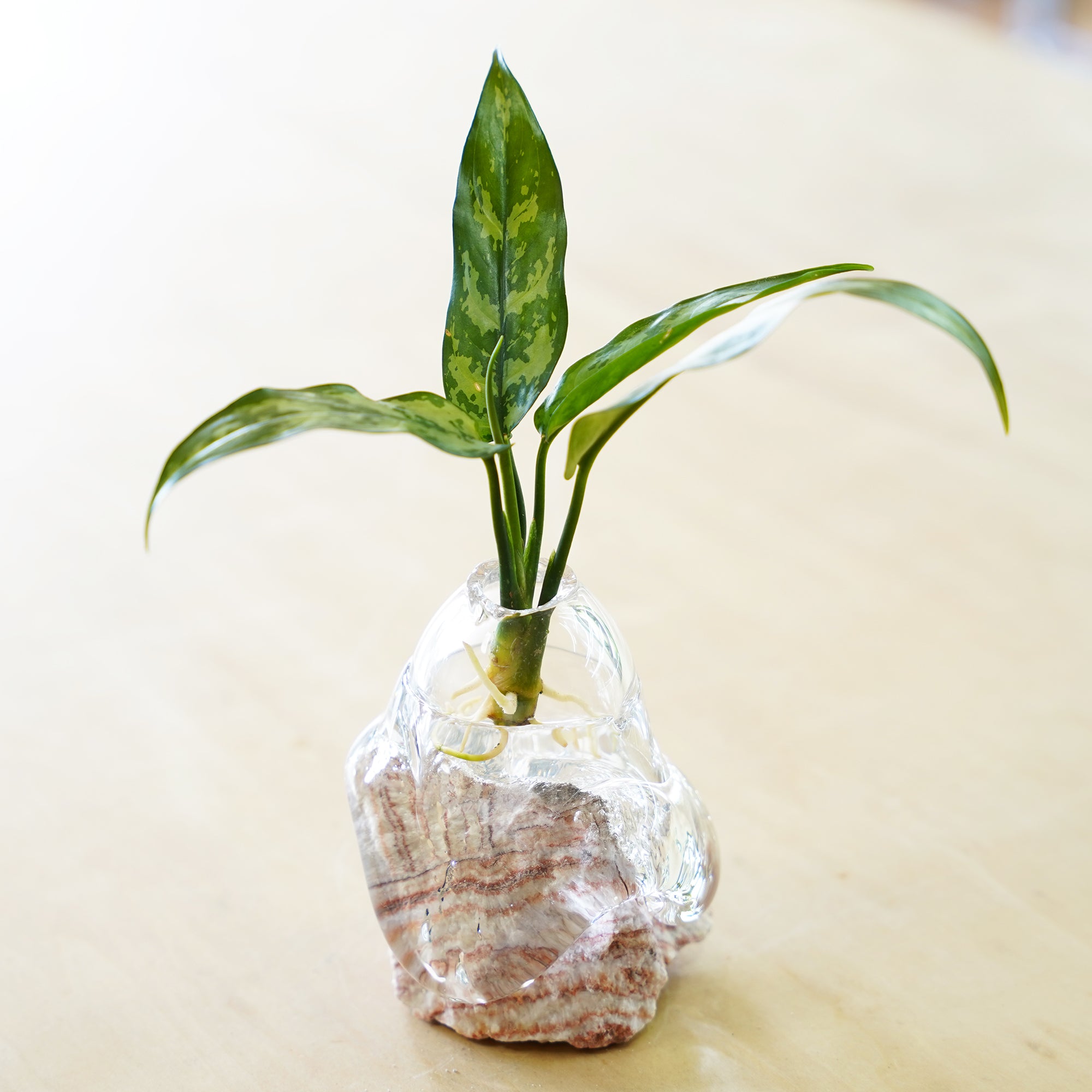 オリジナル植物Vase（石-9）｜観葉植物の水耕栽培 – WOOTANG 水耕栽培