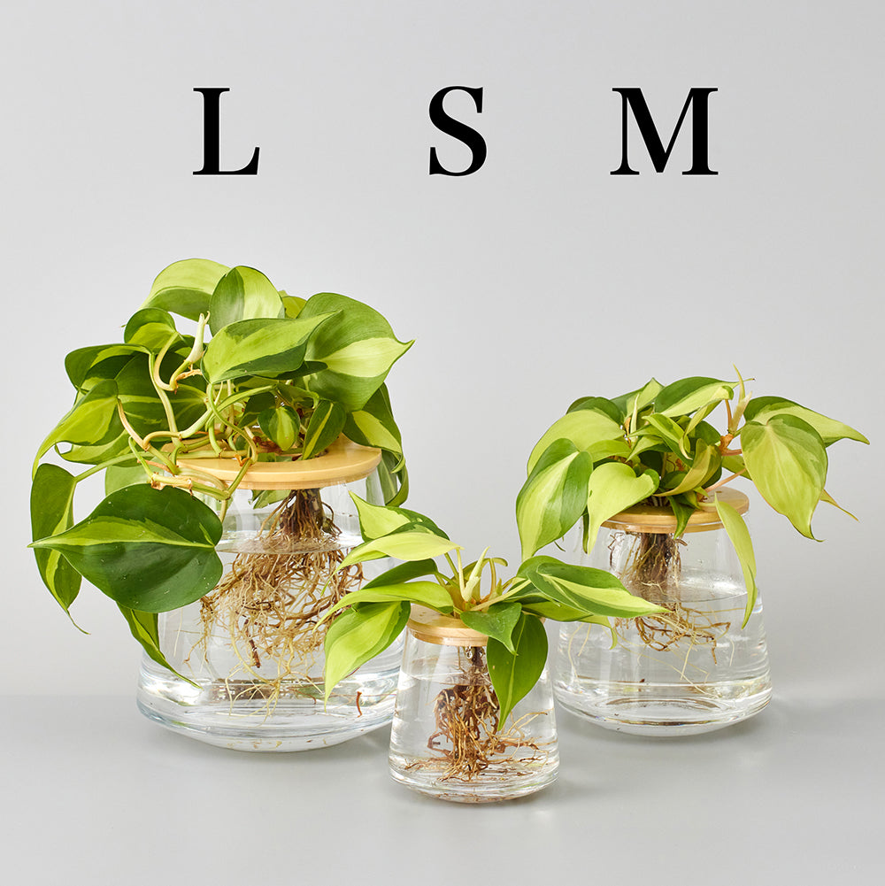 オキシカルディウム ブラジル