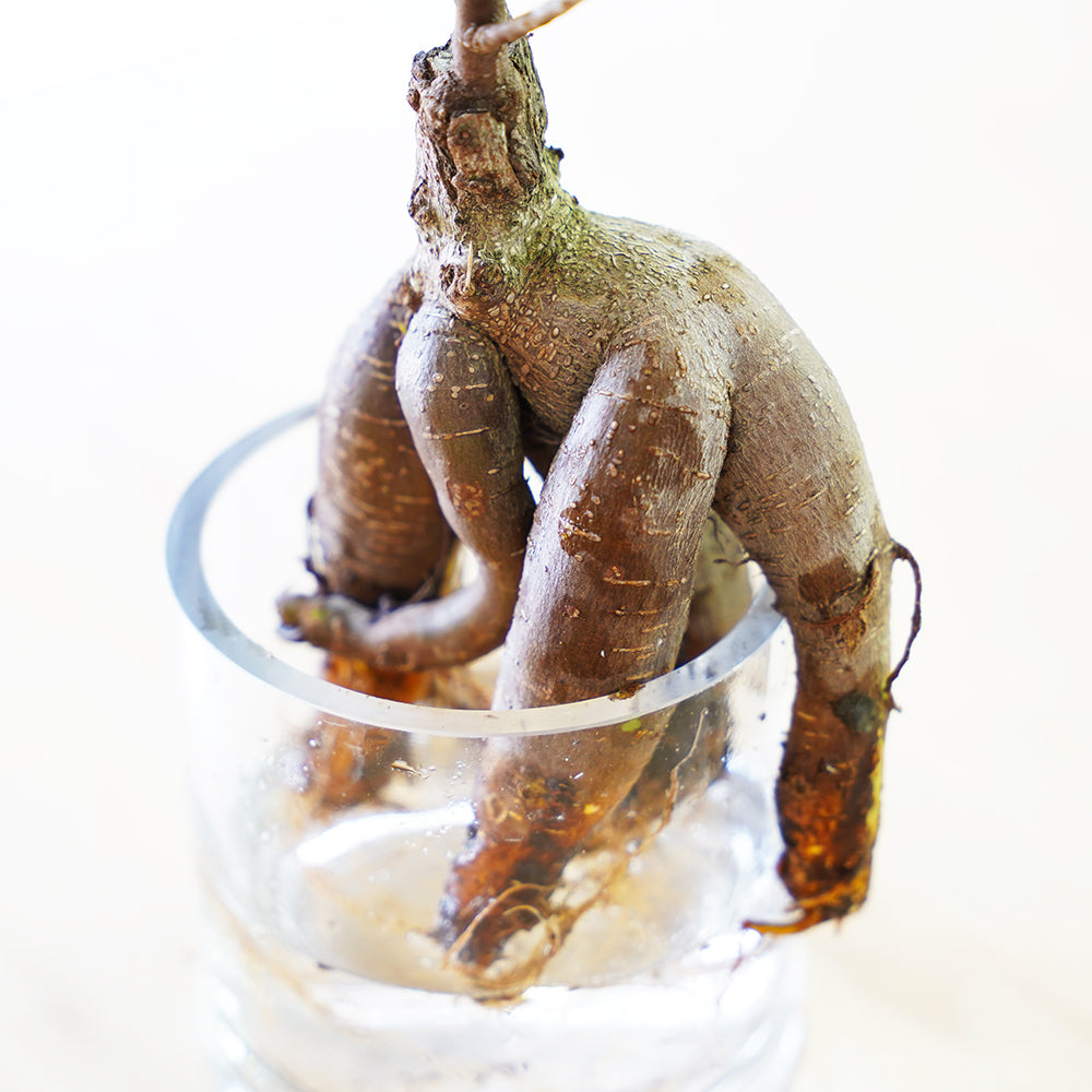 ガジュマル2L(1点もの)