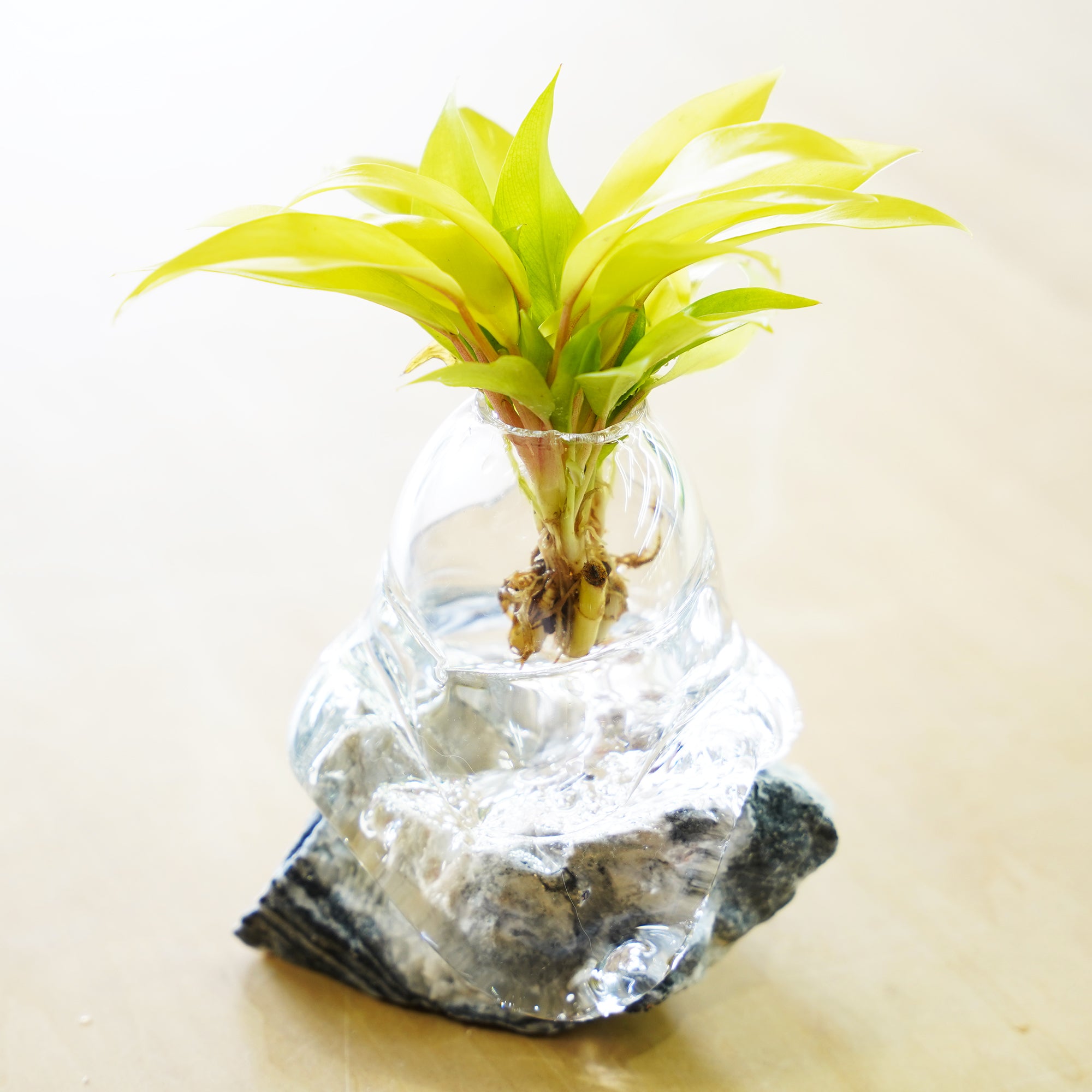 オリジナル植物Vase（石-2）｜観葉植物の水耕栽培 – WOOTANG 水耕栽培