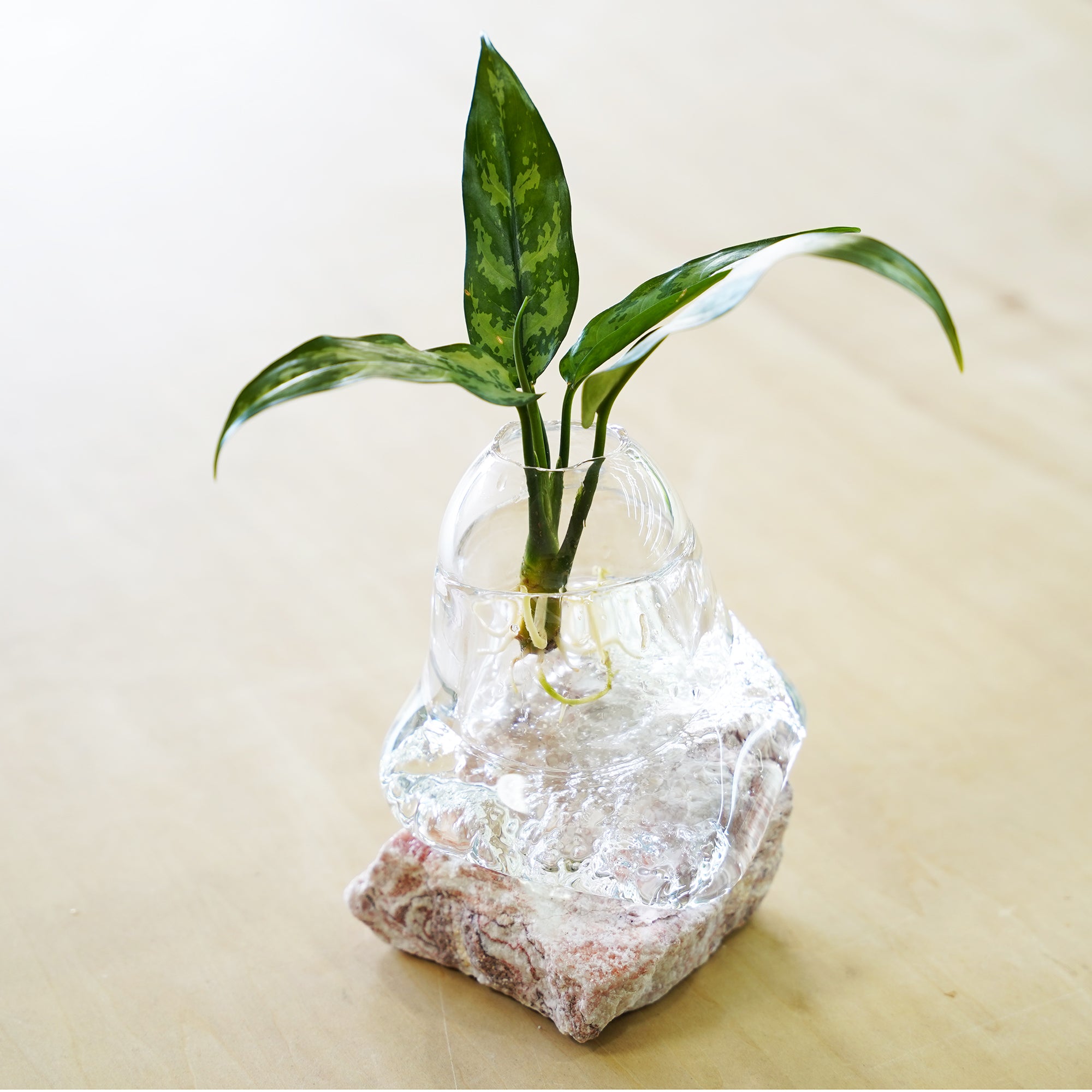 オリジナル植物Vase（石-1）｜観葉植物の水耕栽培 – WOOTANG 水耕栽培