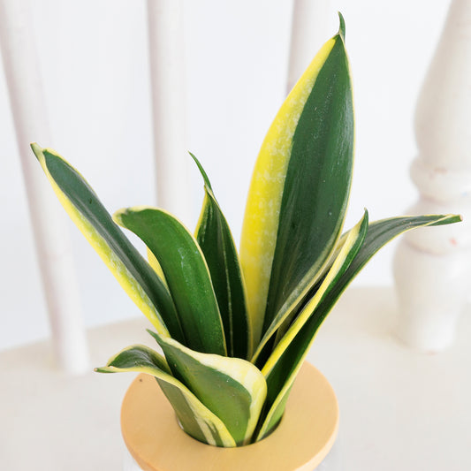 サンスベリアハニーバニー|水耕栽培