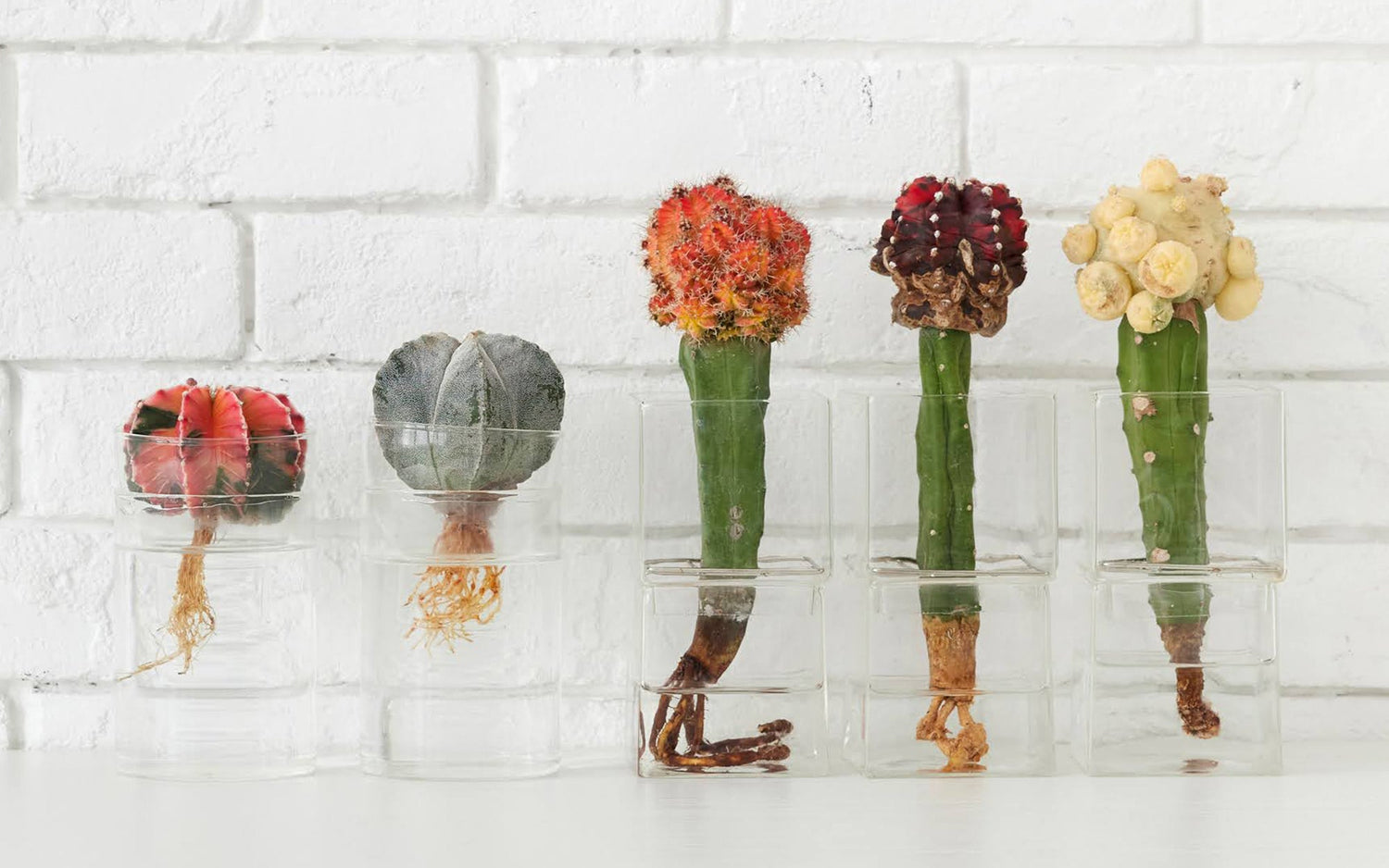 水だけで育てるサボテン