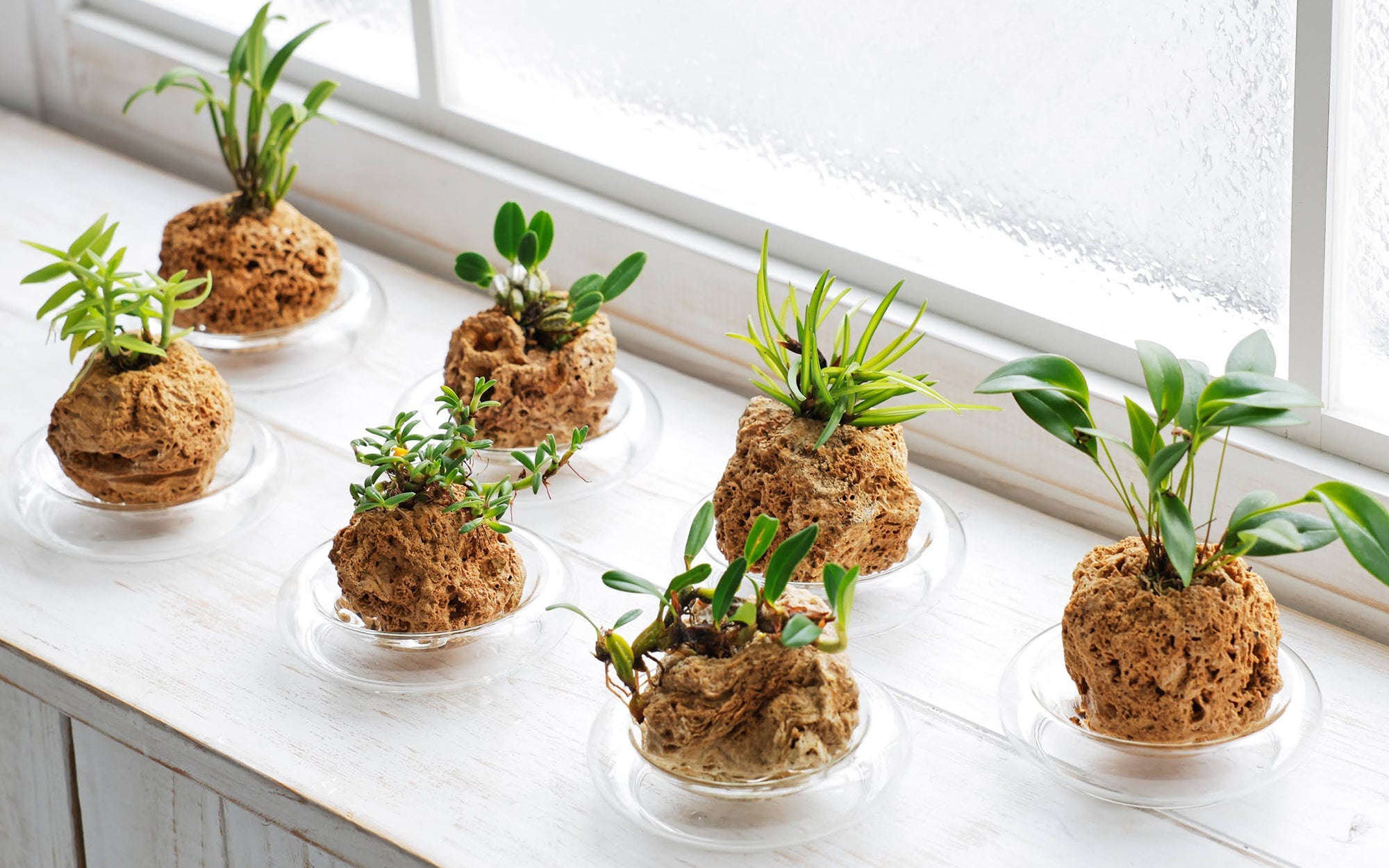 蘭（ラン）の通販｜水だけ育てる蘭の種類一覧 – WOOTANG 水耕栽培の