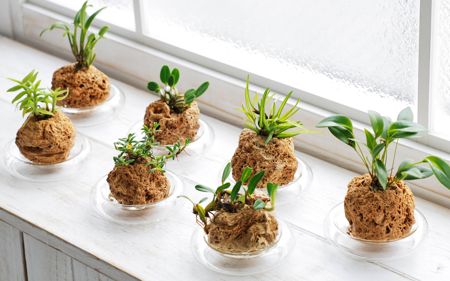 水だけで育てるマイクロ蘭