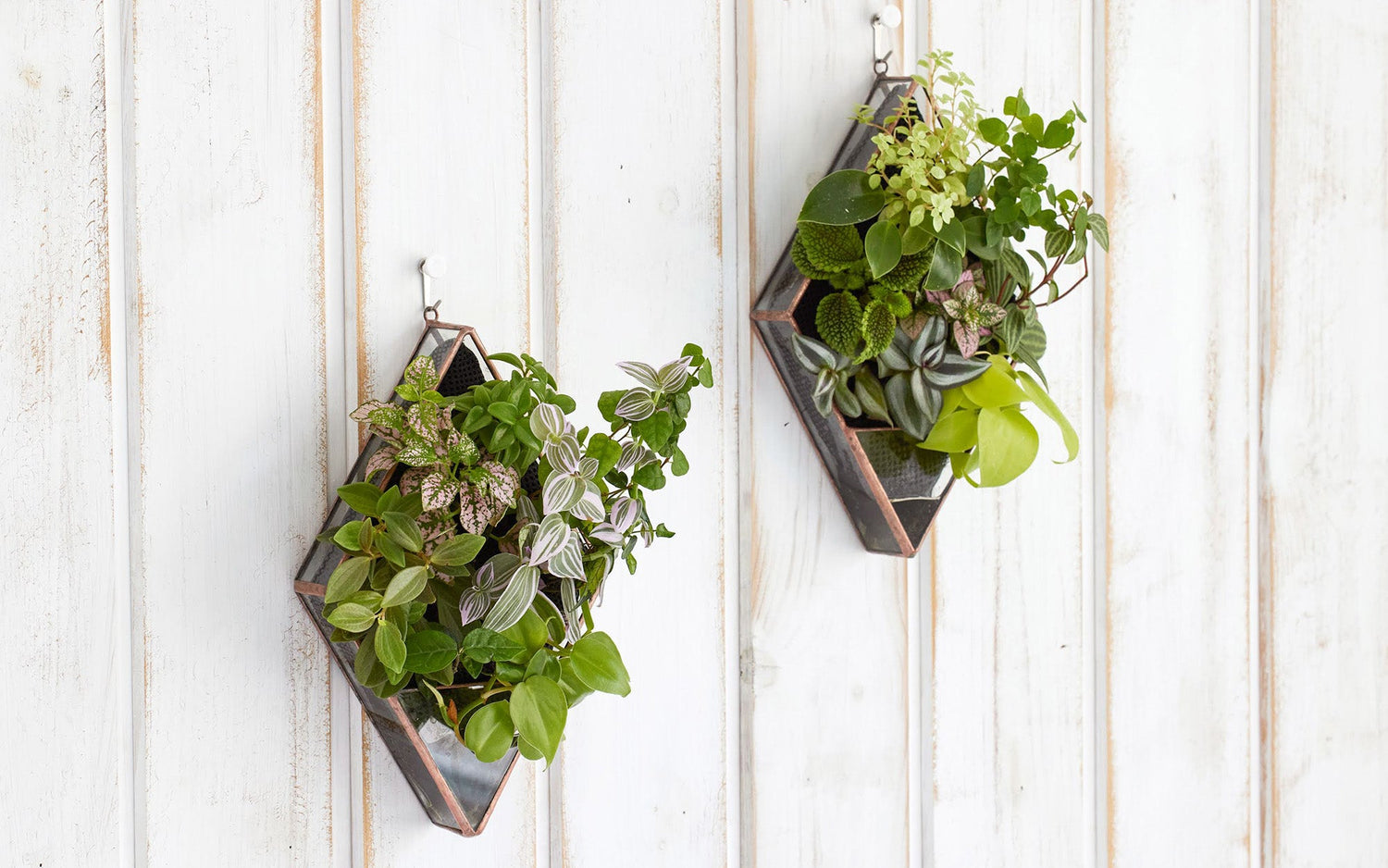 水だけで育てる壁掛け植物