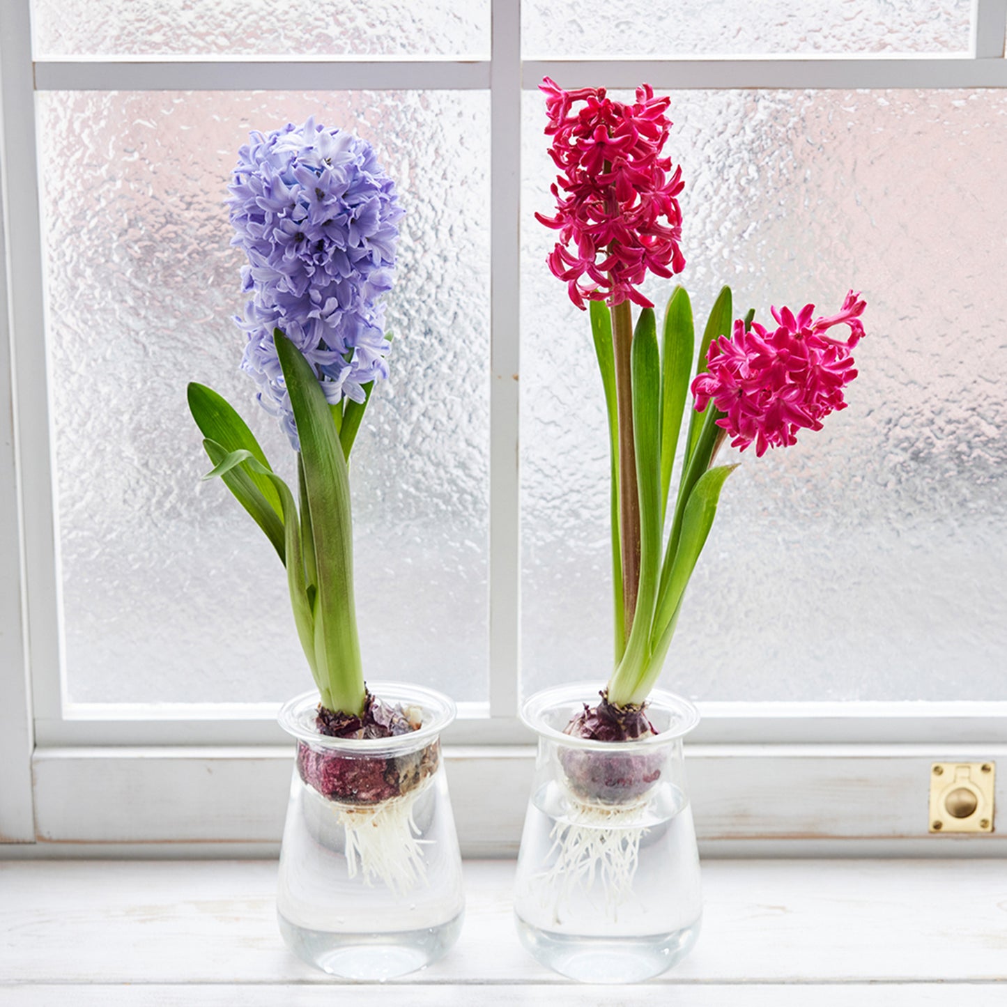 球根Vase（ヒヤシンス球根付き）