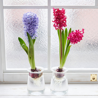 球根Vase（ヒヤシンス球根付き）