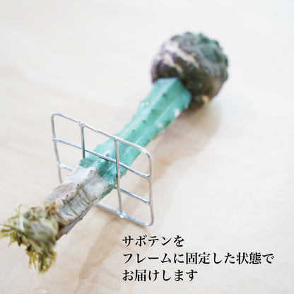 コピアポア リザードスキン