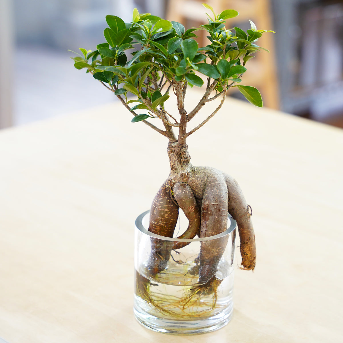 ガジュマル｜水耕栽培の観葉植物 – WOOTANG 水耕栽培の観葉植物