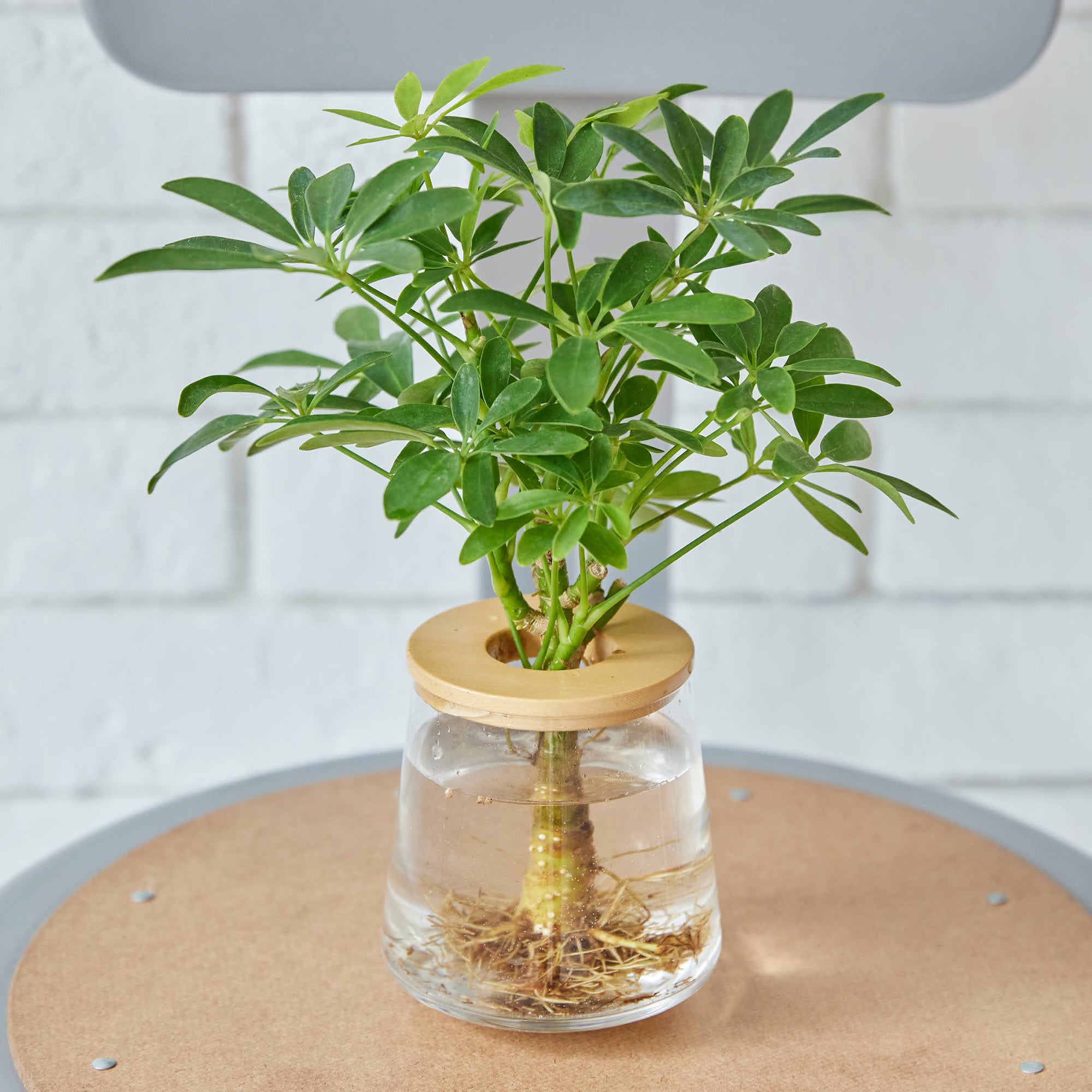 シェフレラ 水耕栽培 ガラス容器 シェフレラ（カポック）｜水耕栽培の観葉植物 – WOOTANG 水耕栽培の