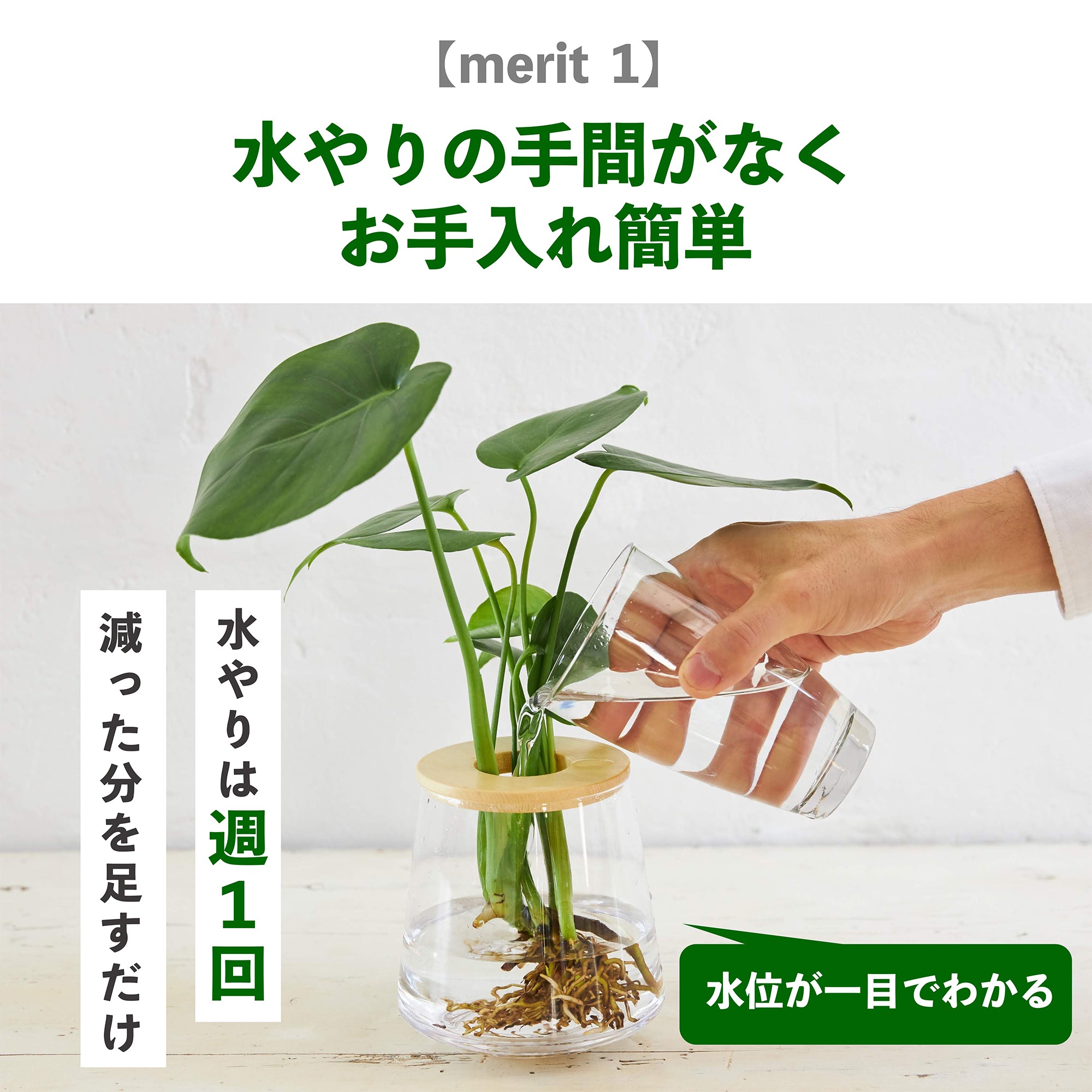 WOOTANGの水耕栽培の観葉植物のメリット