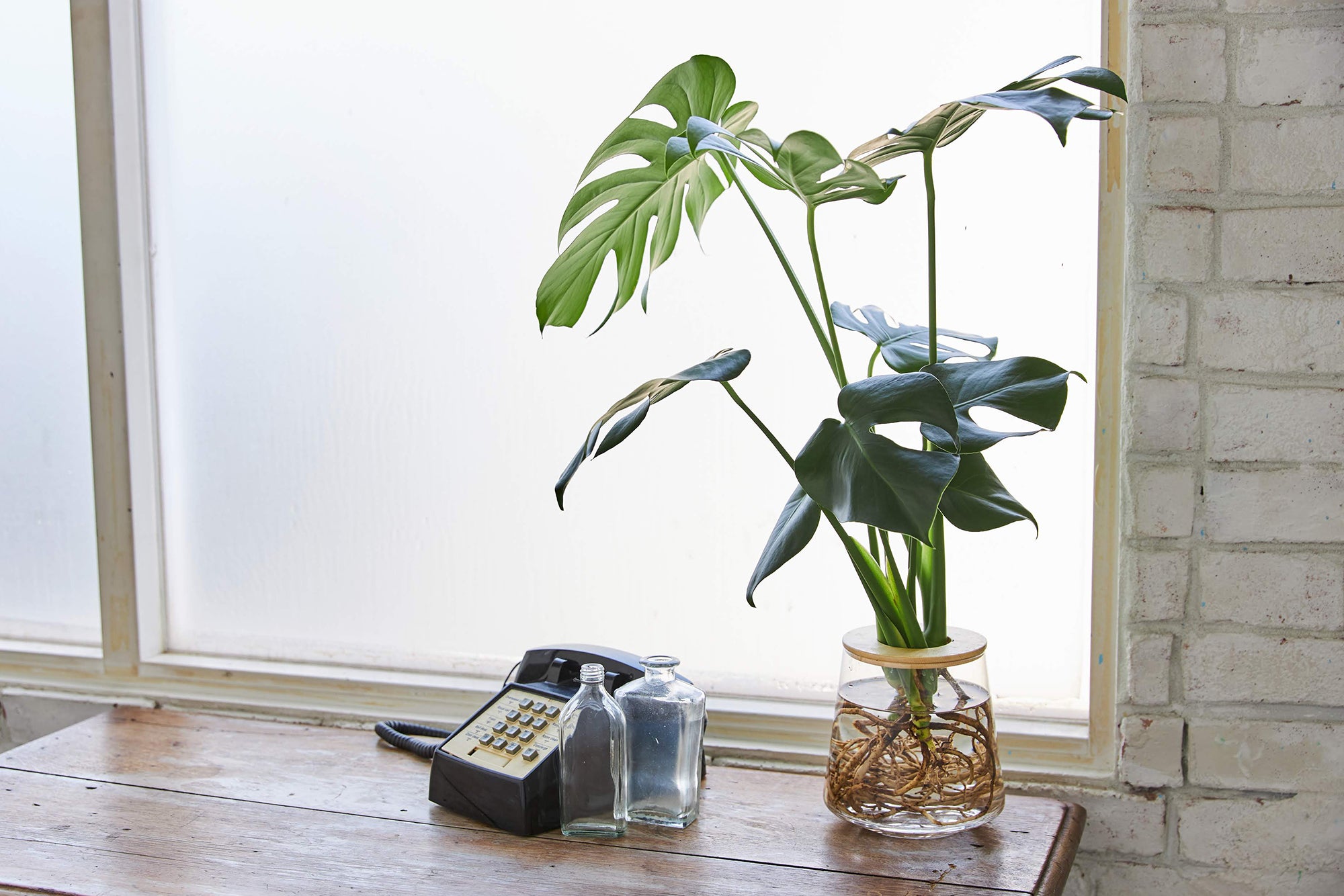 水耕栽培のモンステラ