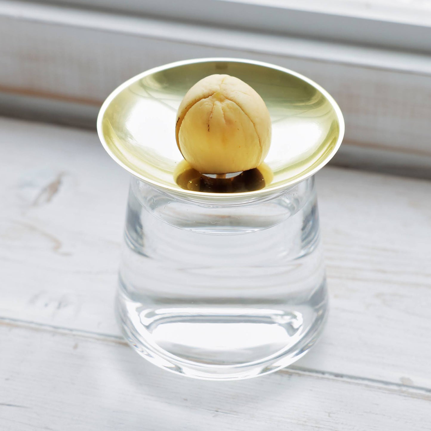 アボカドの種の水耕栽培