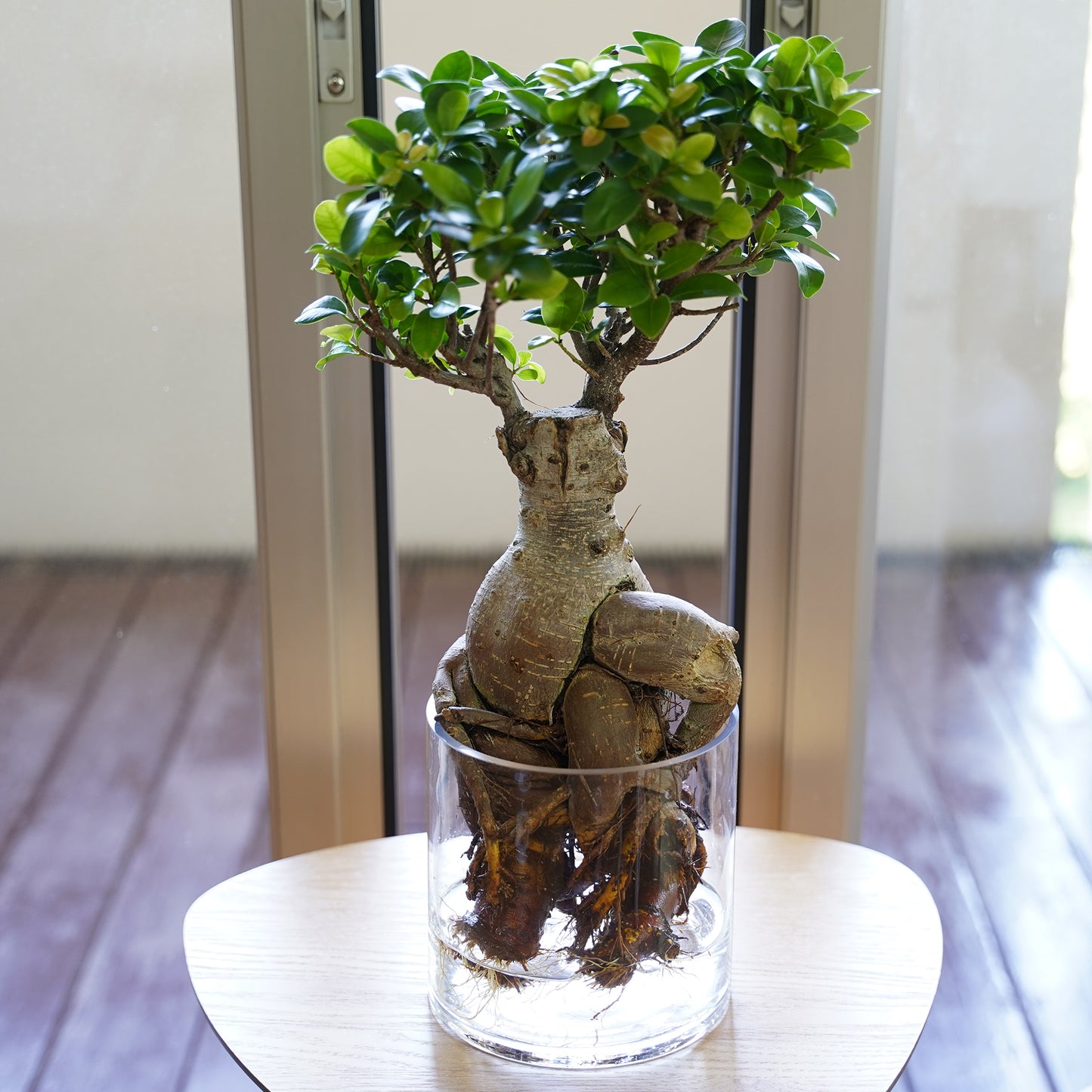 ガジュマル（1点もの）