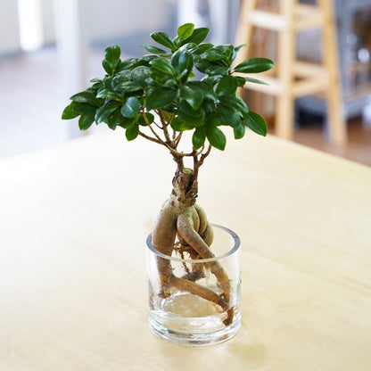 ガジュマル2L（1点もの）