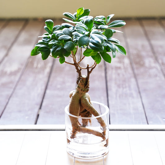 ガジュマル2L（1点もの）