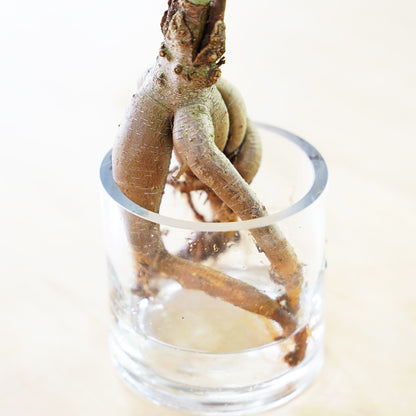 ガジュマル2L（1点もの）