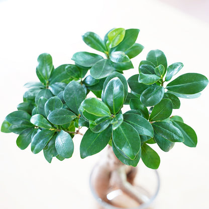 ガジュマル2L（1点もの）